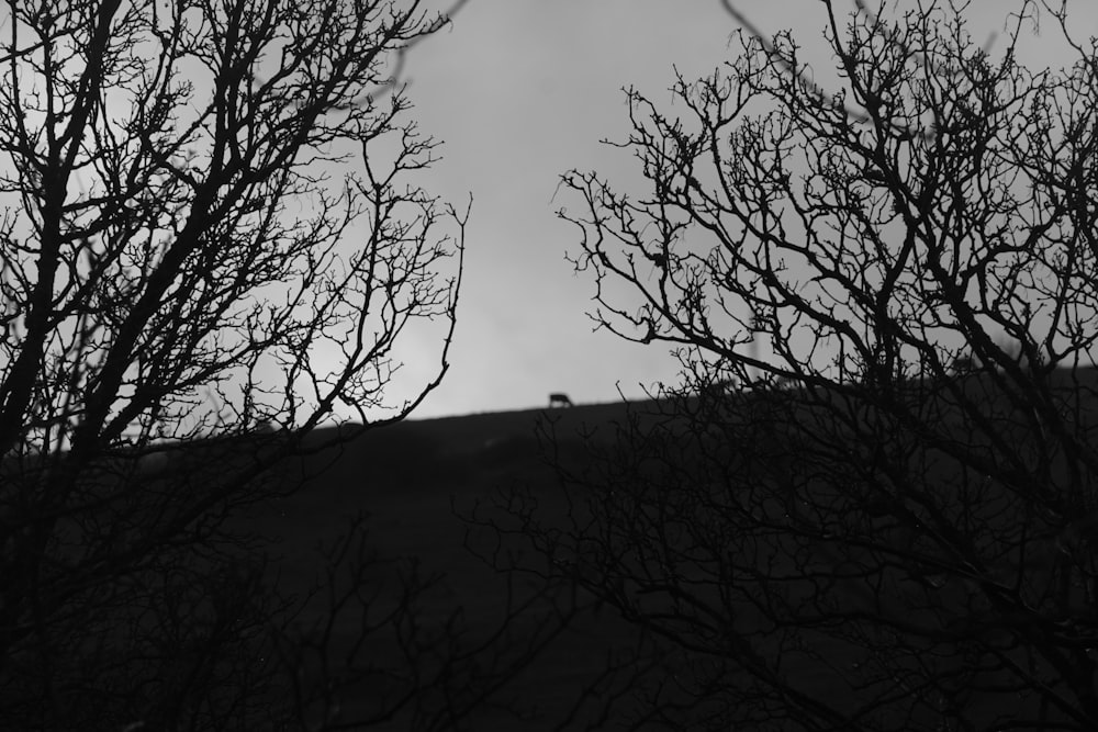 a black and white photo of trees and a hill