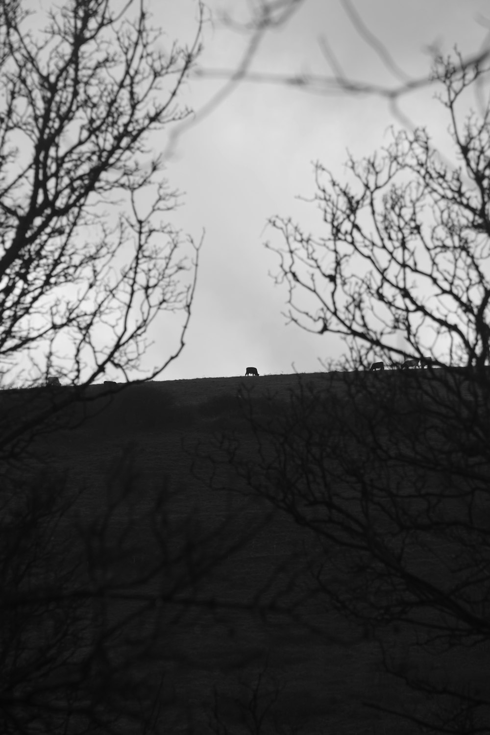 a black and white photo of trees and a hill