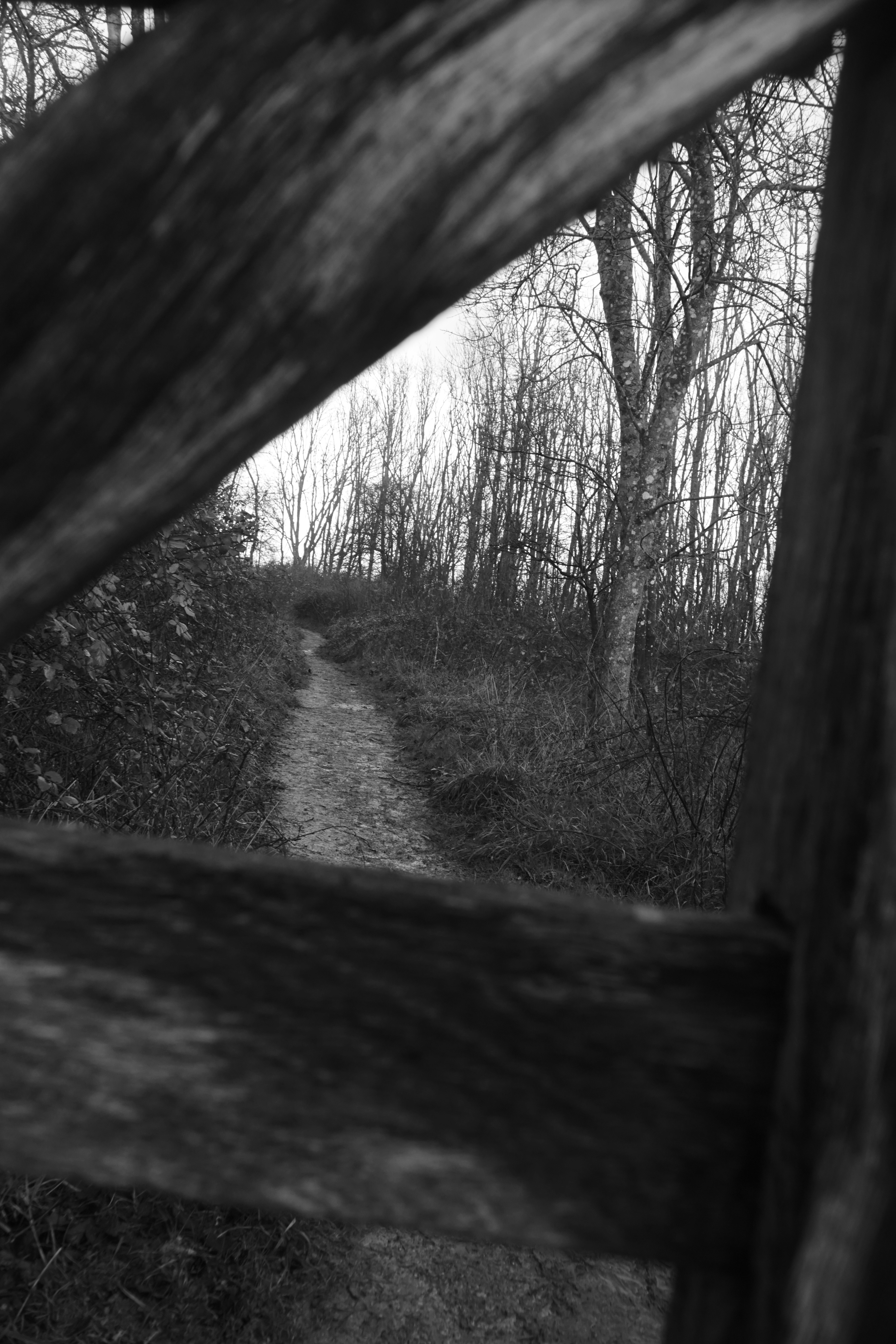 Photo by luca_capron