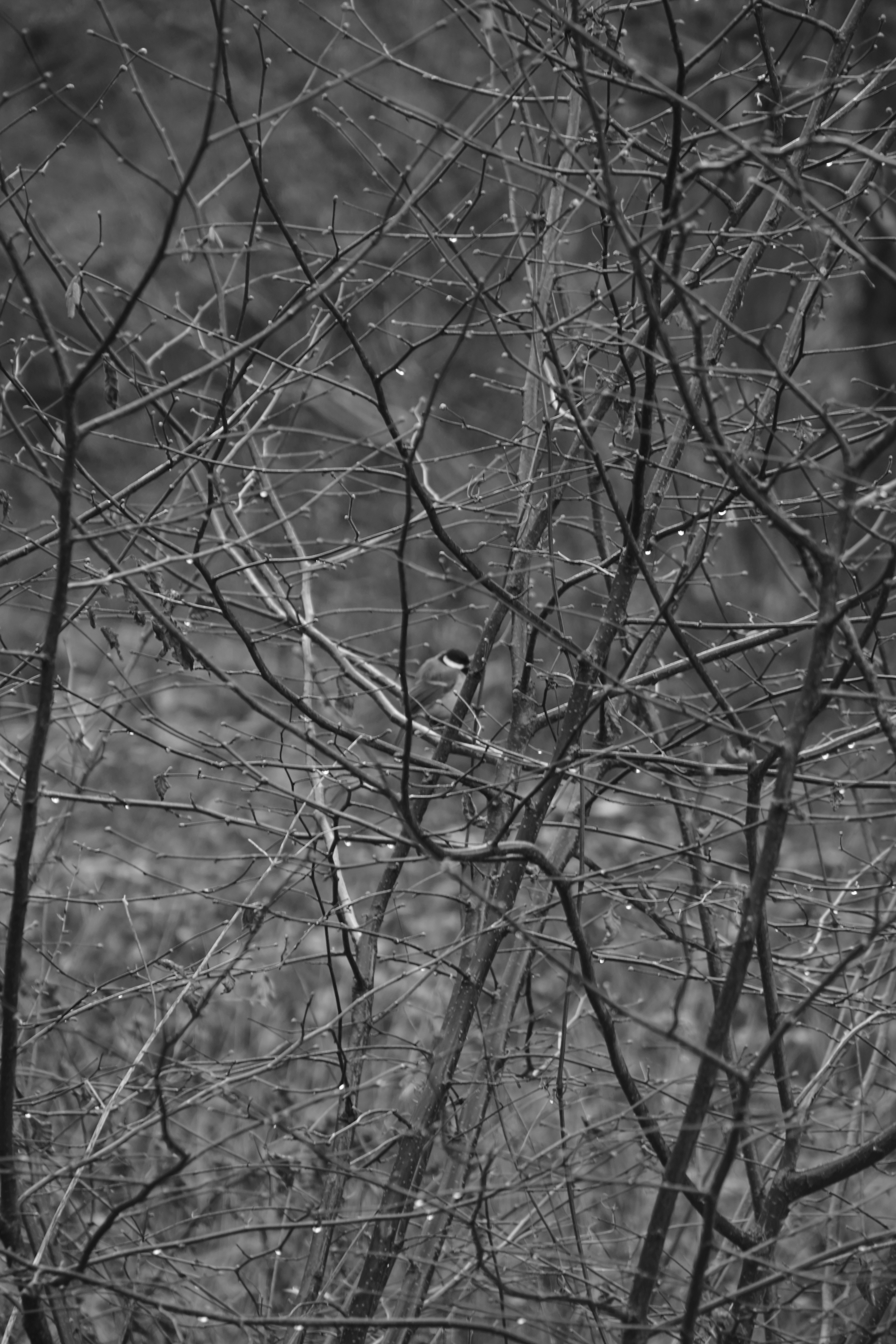 Photo by luca_capron