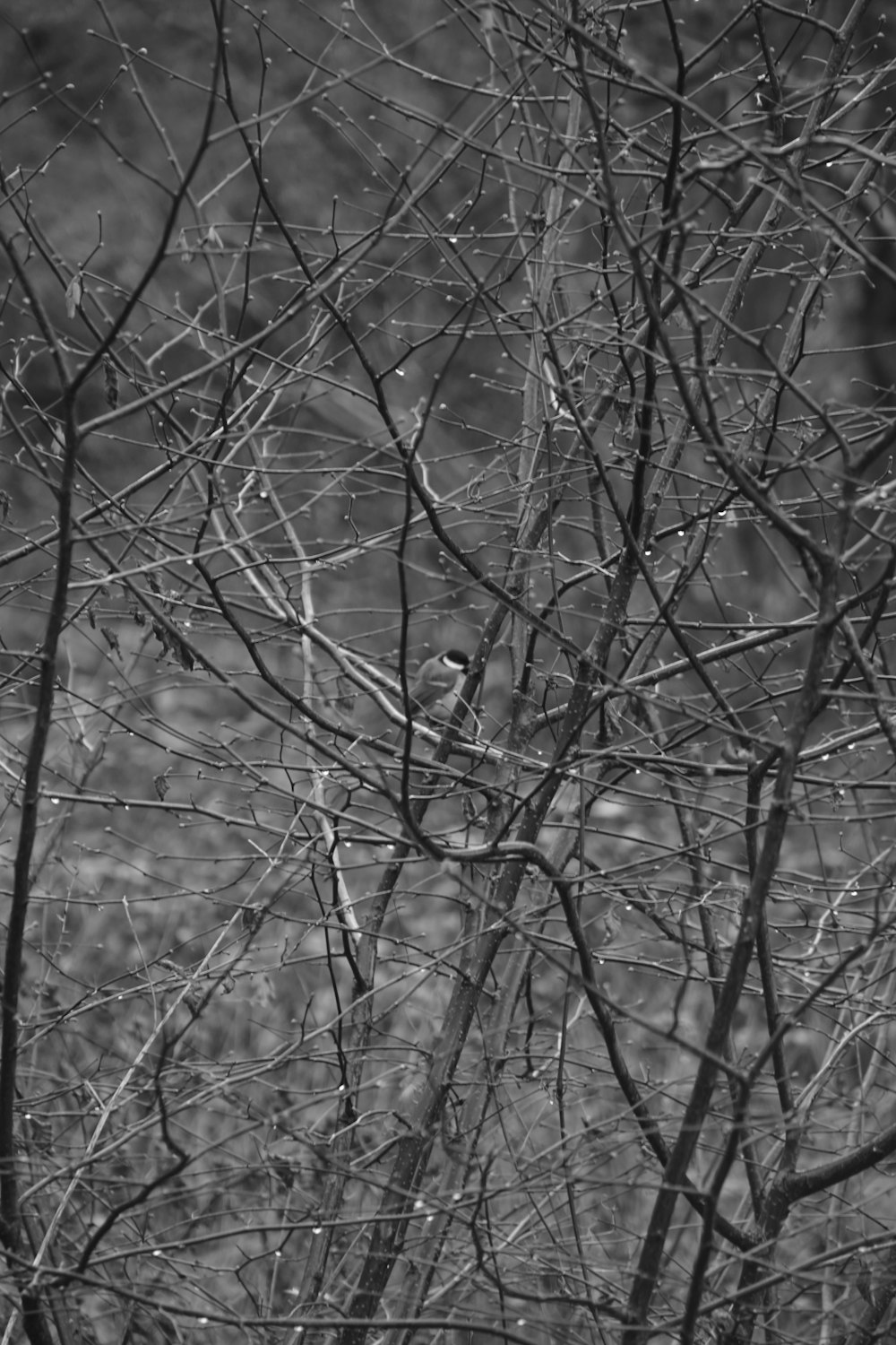 a black and white photo of a bird in a tree