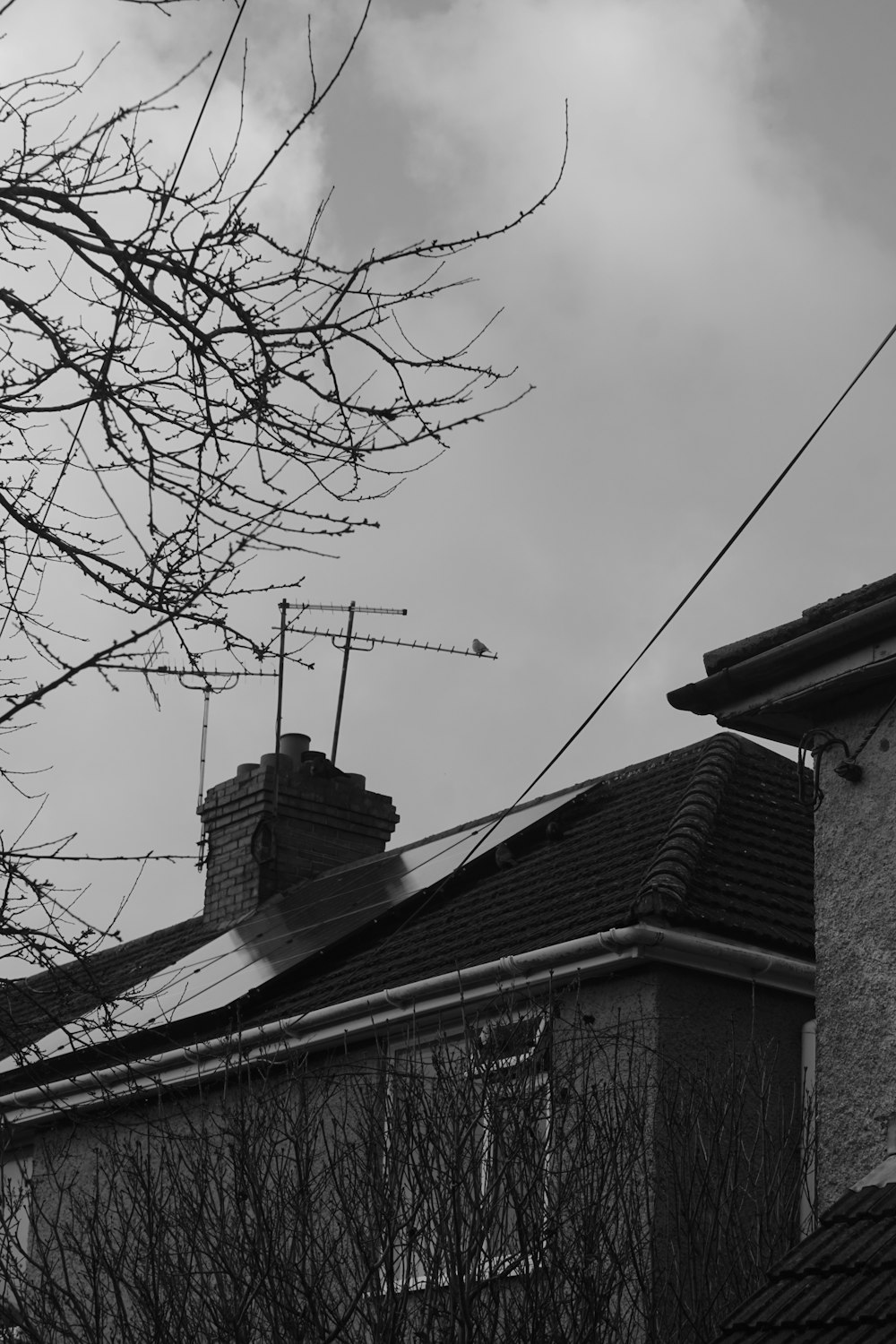 a black and white photo of a house and a tree