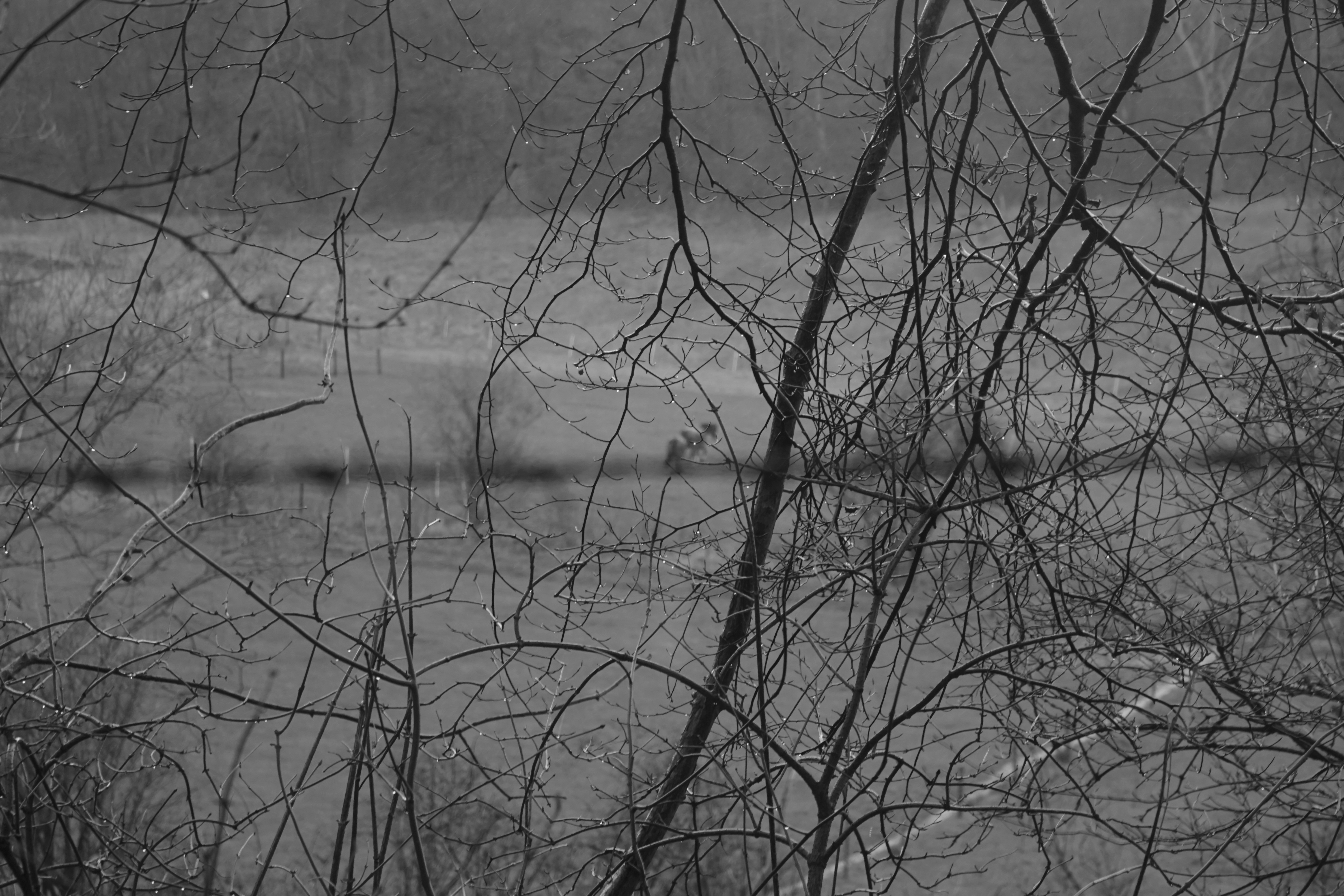 Photo by luca_capron