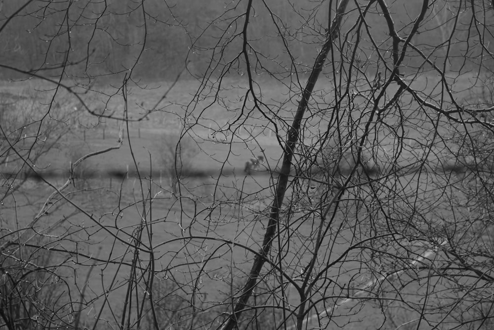 a black and white photo of trees and water