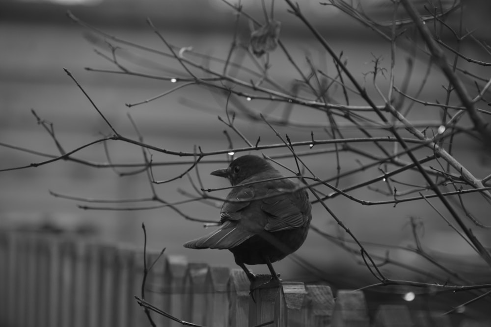 a black and white photo of a bird on a fence