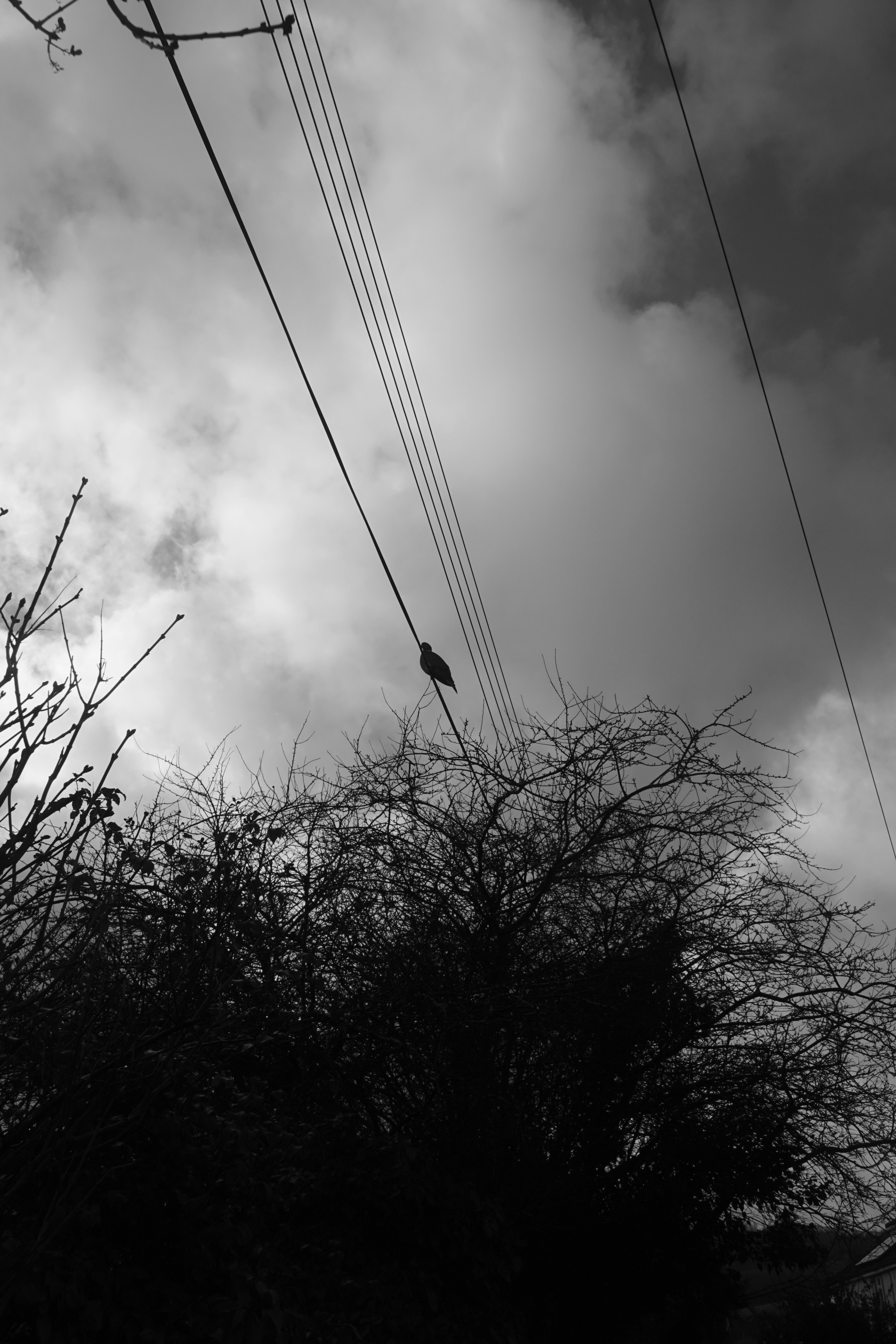 Photo by luca_capron