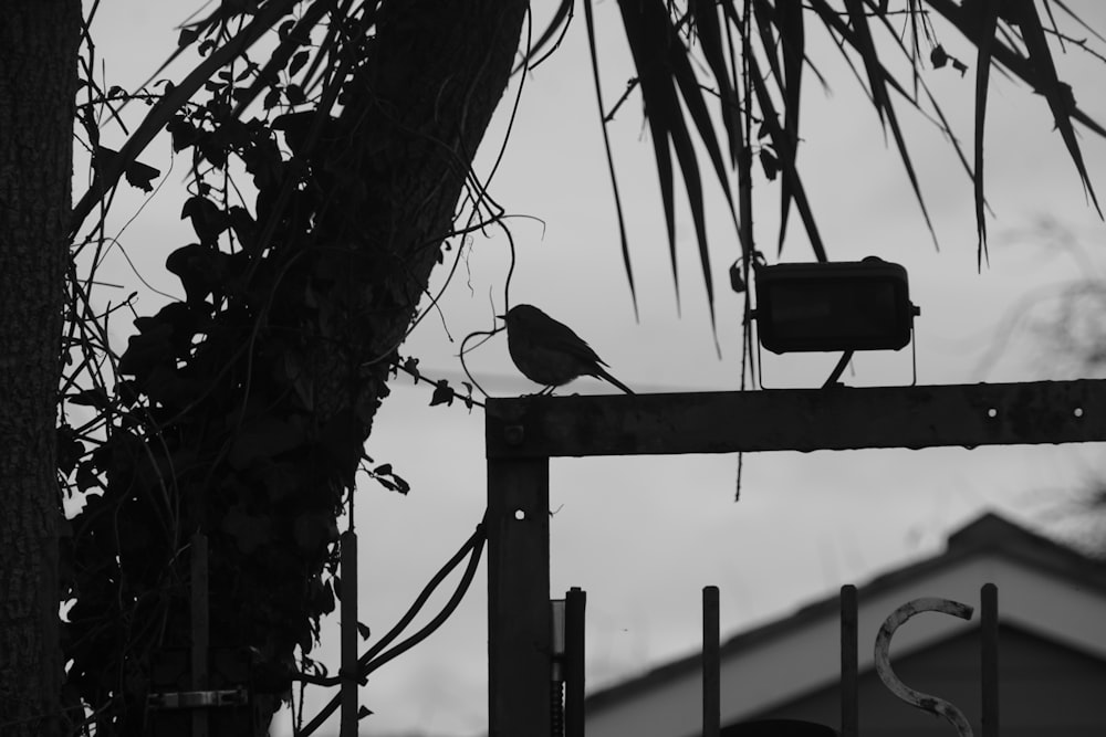 a black and white photo of a bird on a post