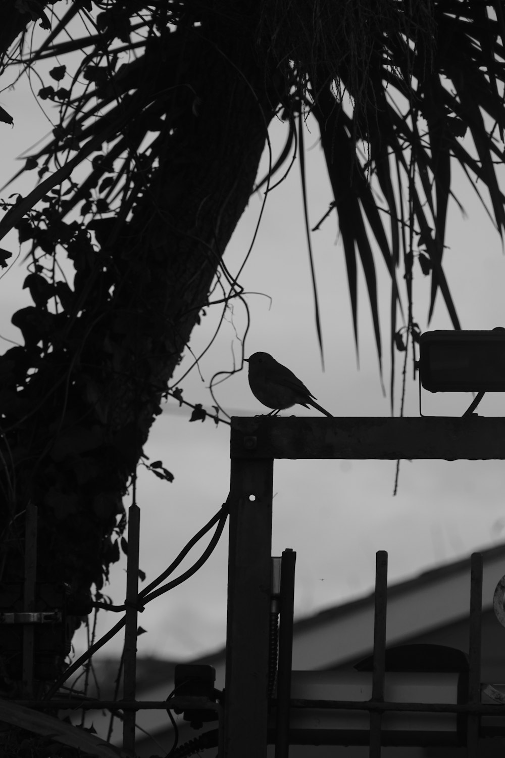 a black and white photo of a bird on a fence