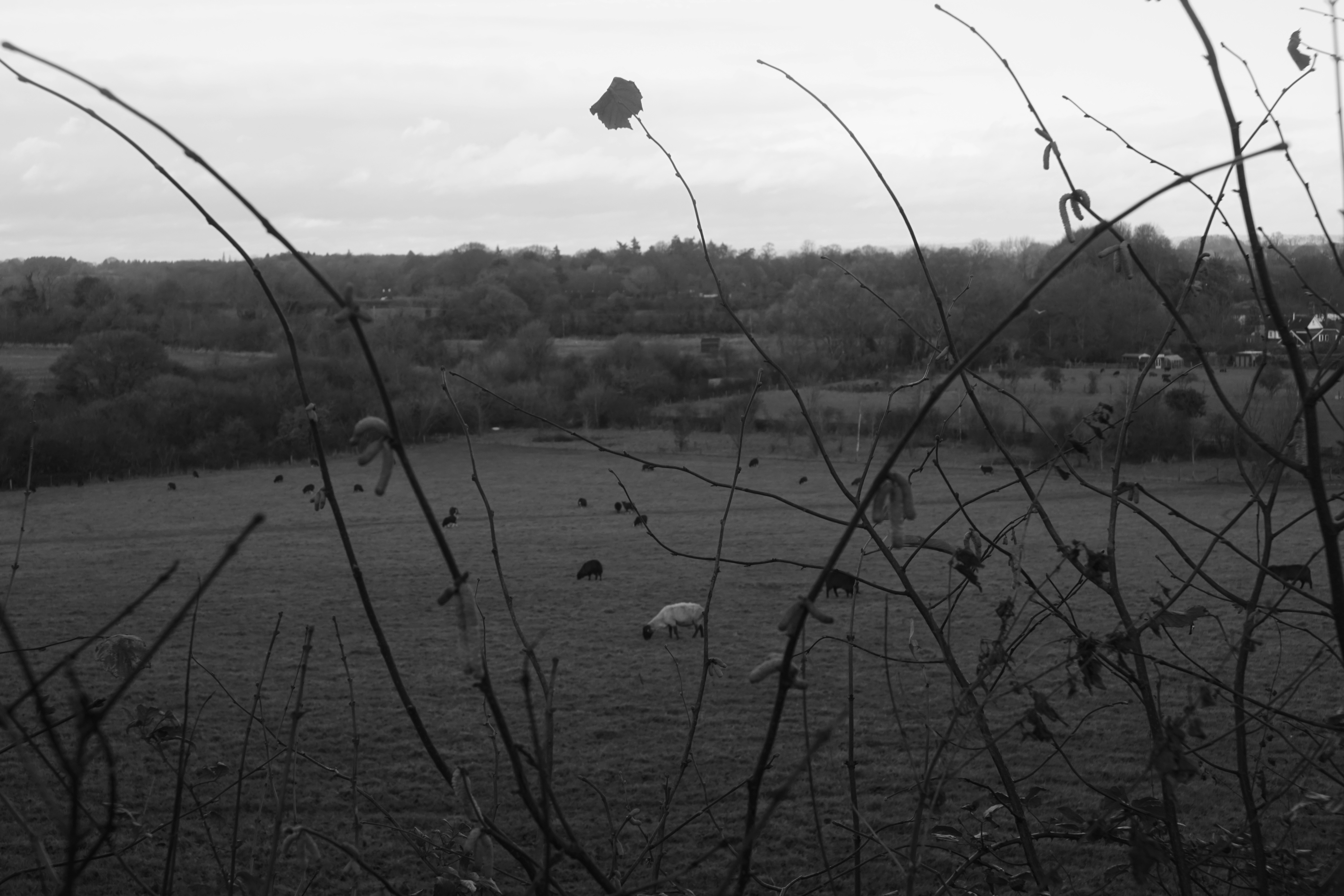 Photo by luca_capron