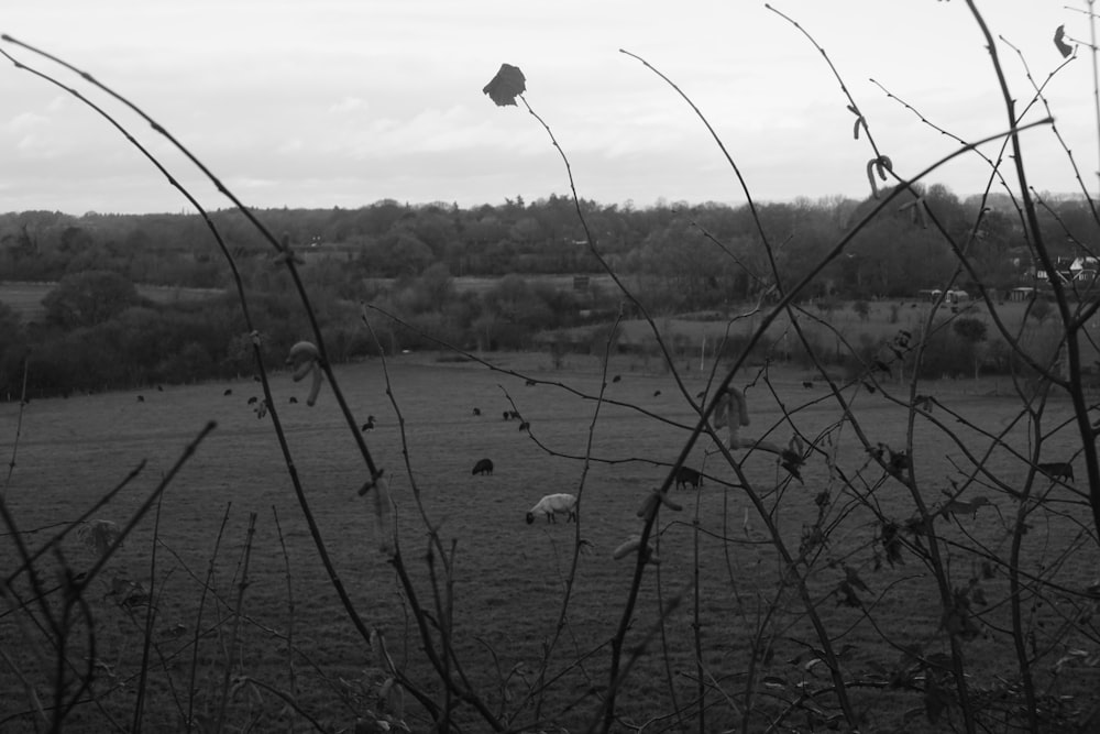 a black and white photo of sheep in a field