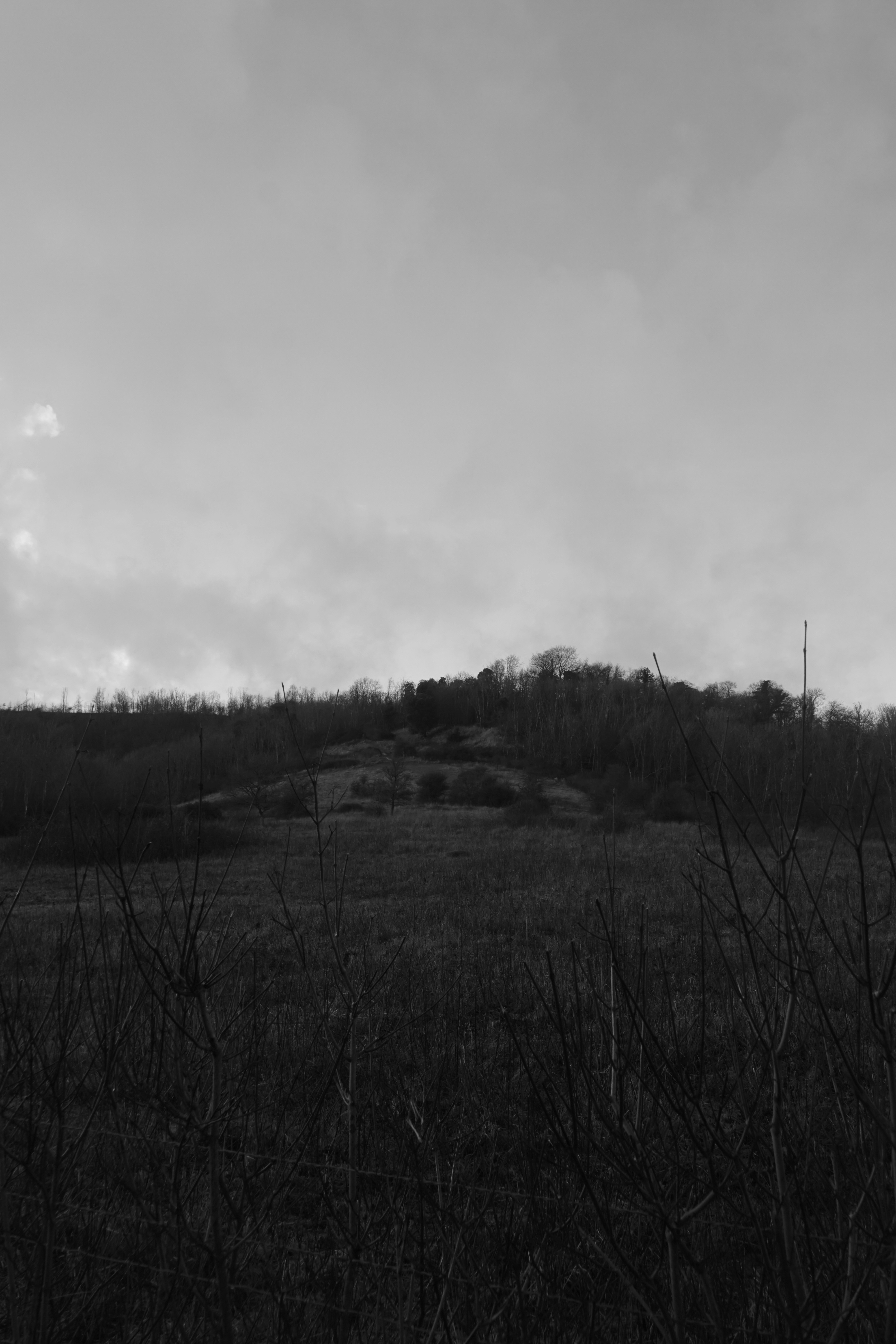 Photo by luca_capron