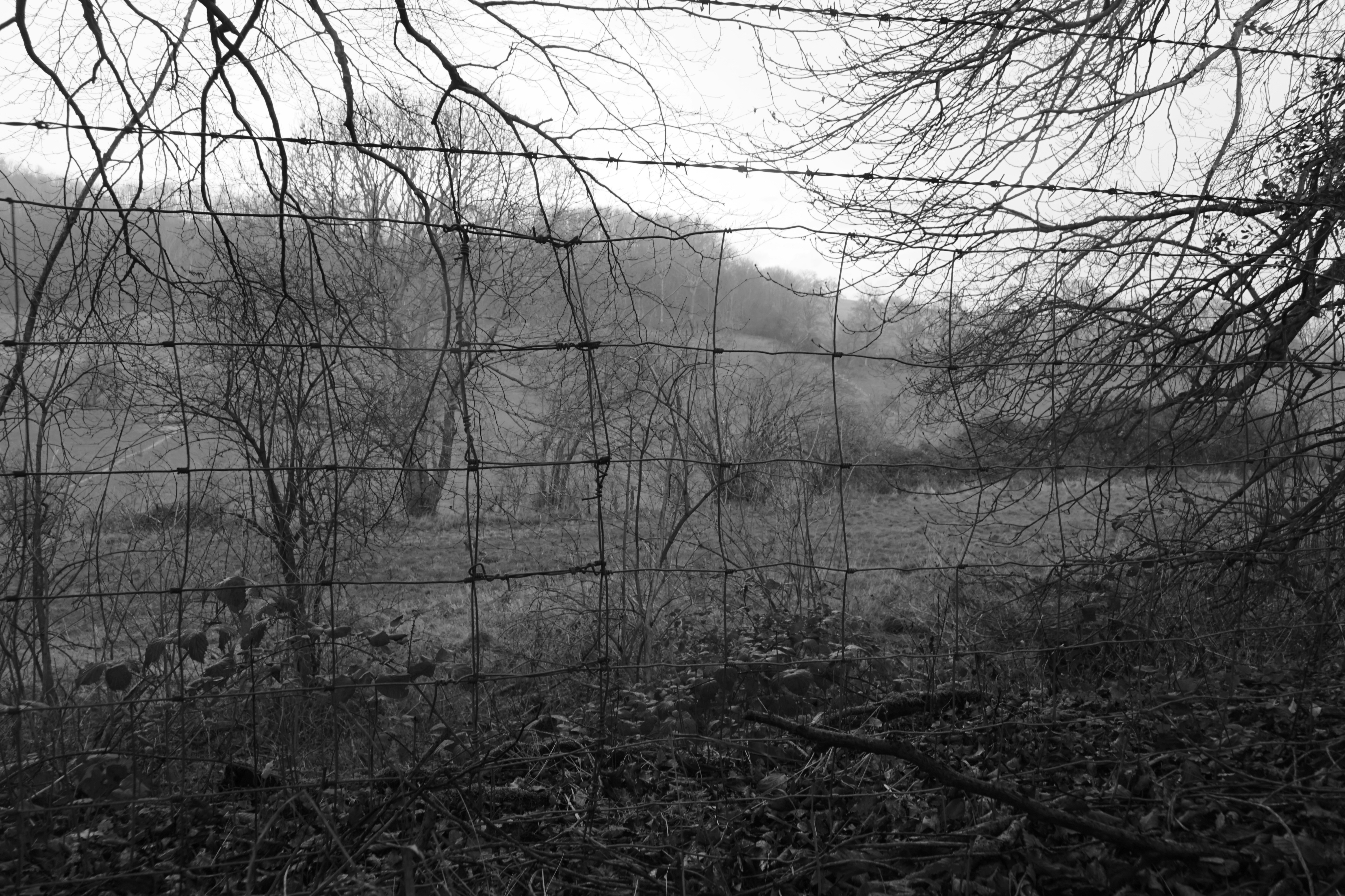 Photo by luca_capron