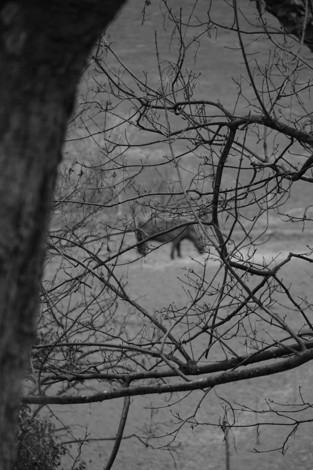 a black and white photo of a horse in a field