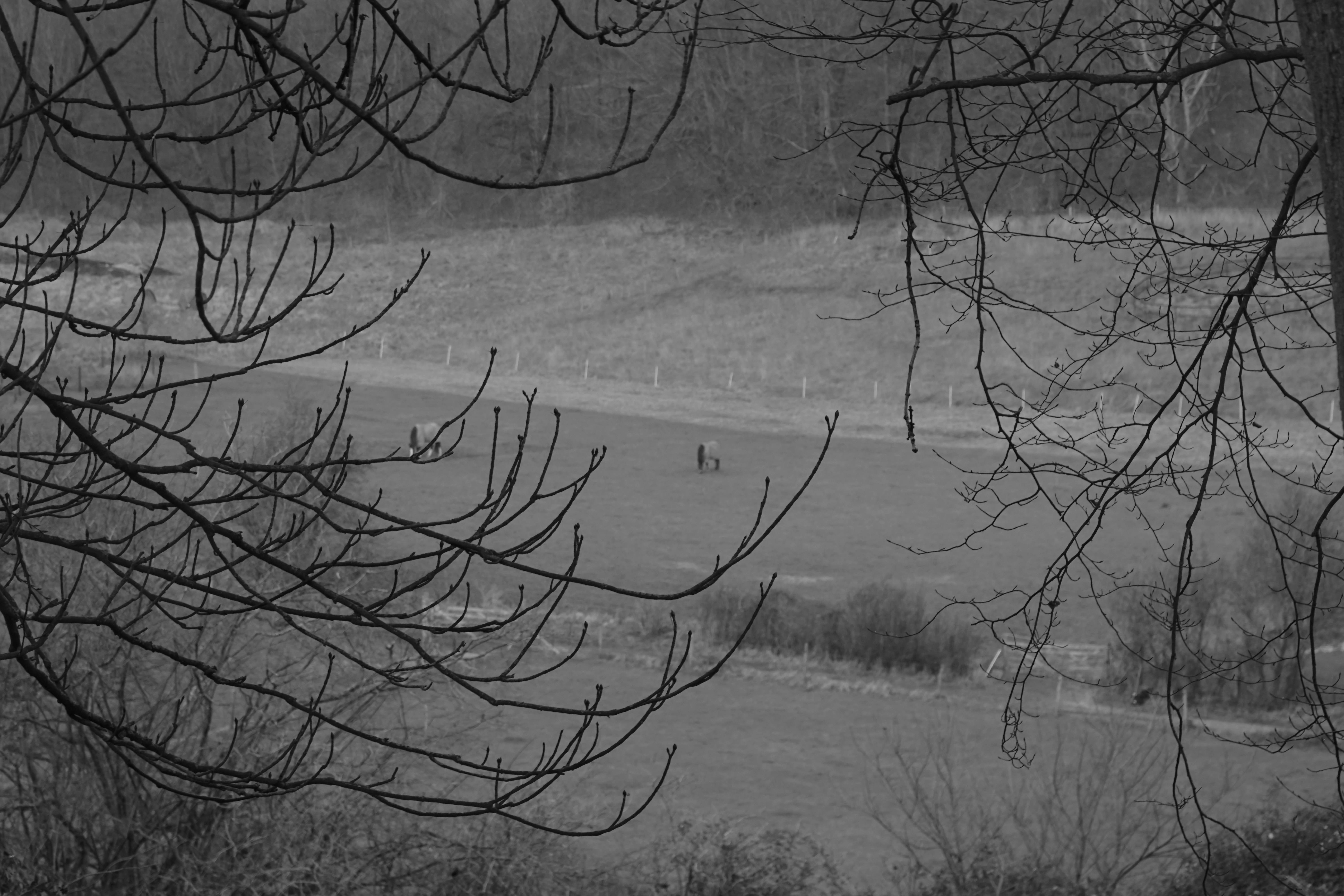 Photo by luca_capron