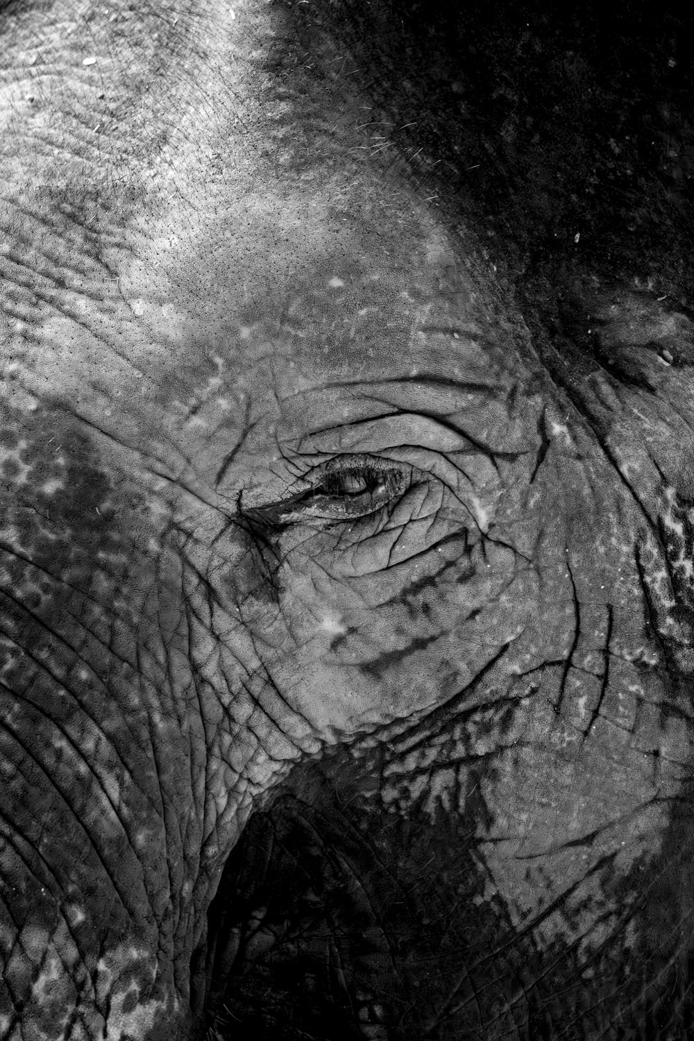 a close up of an elephant's face and trunk