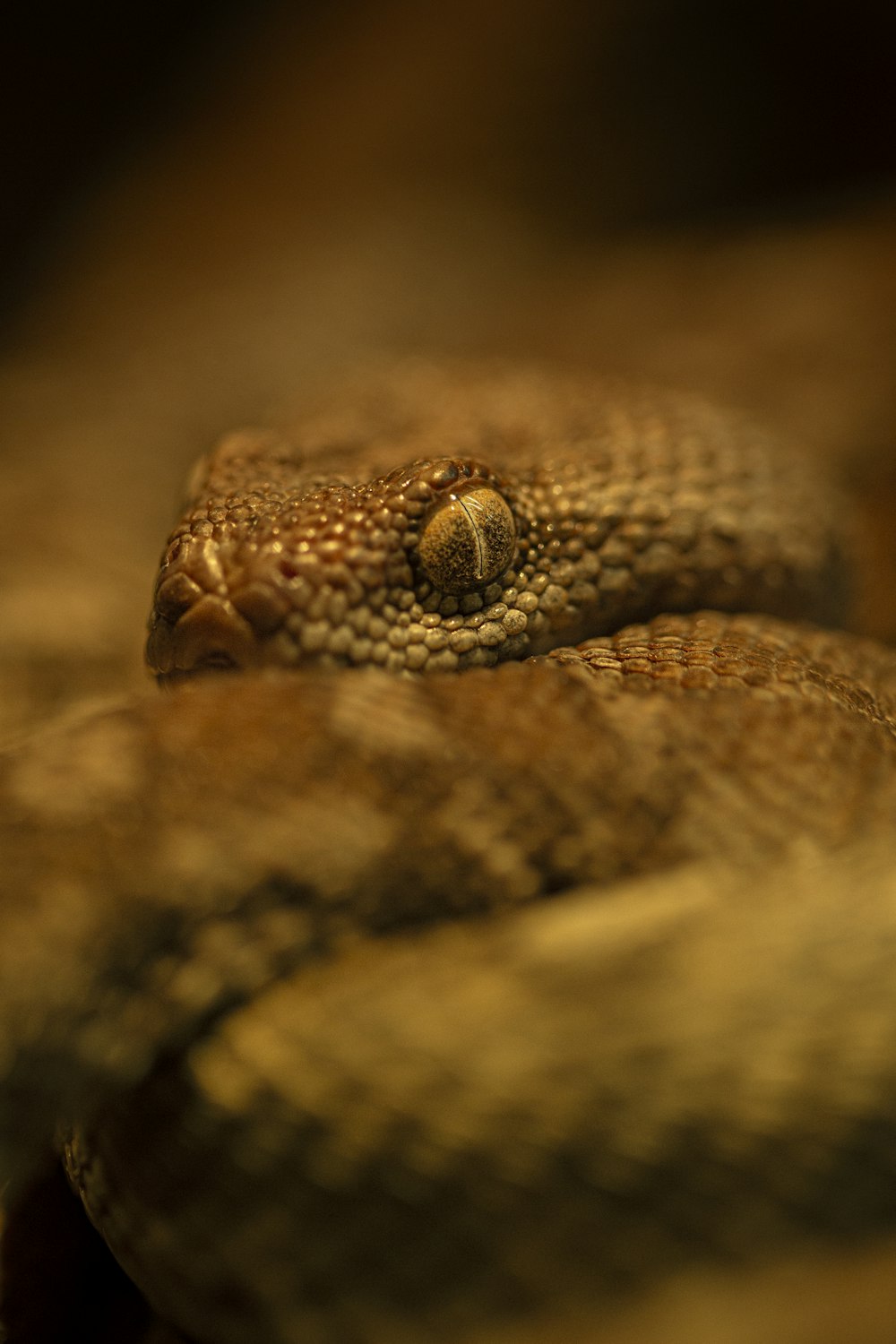 a close up of a snake on a branch