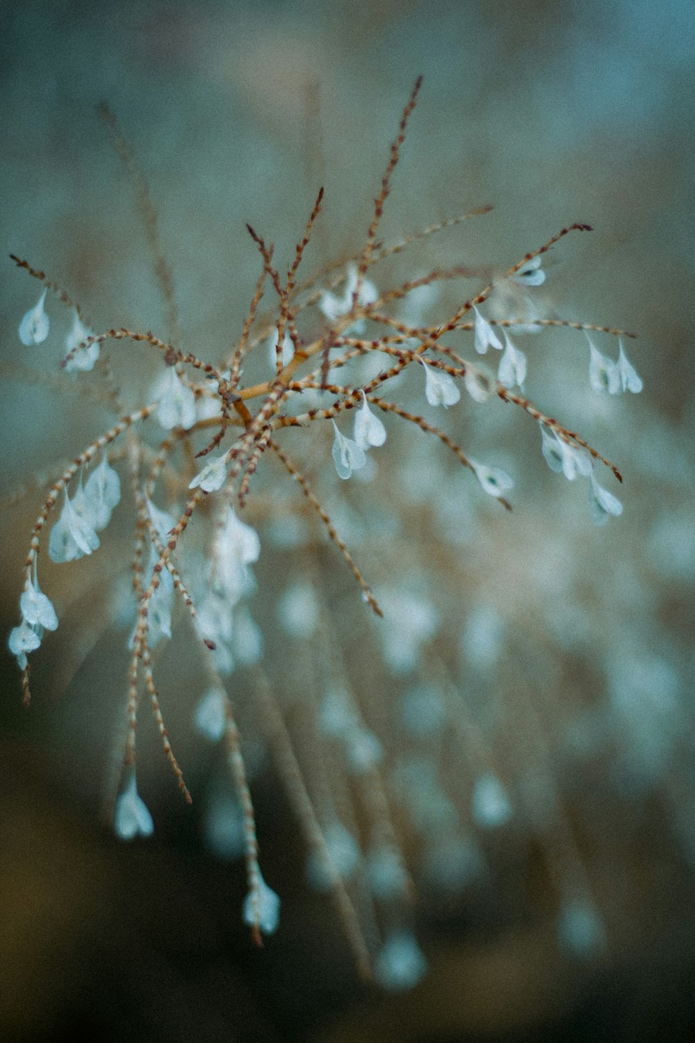 a close up of a plant with small white flowers