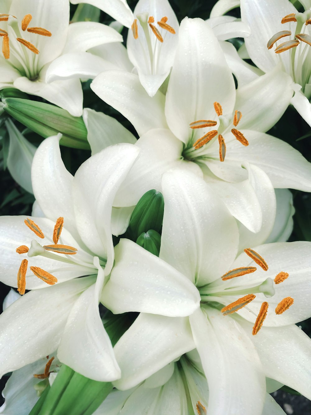 a bunch of white flowers with orange stamens