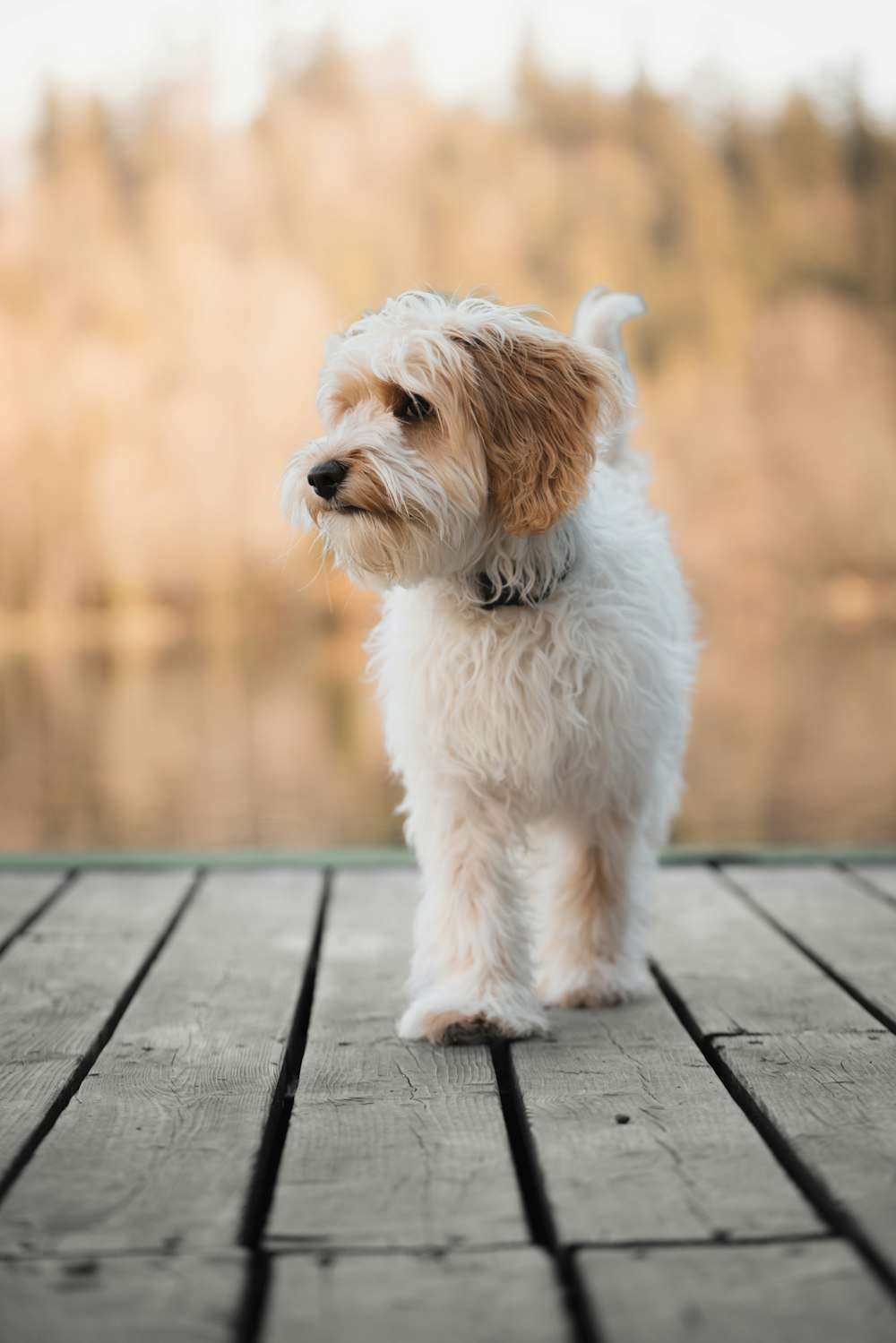 um pequeno cão branco em pé no topo de um deck de madeira