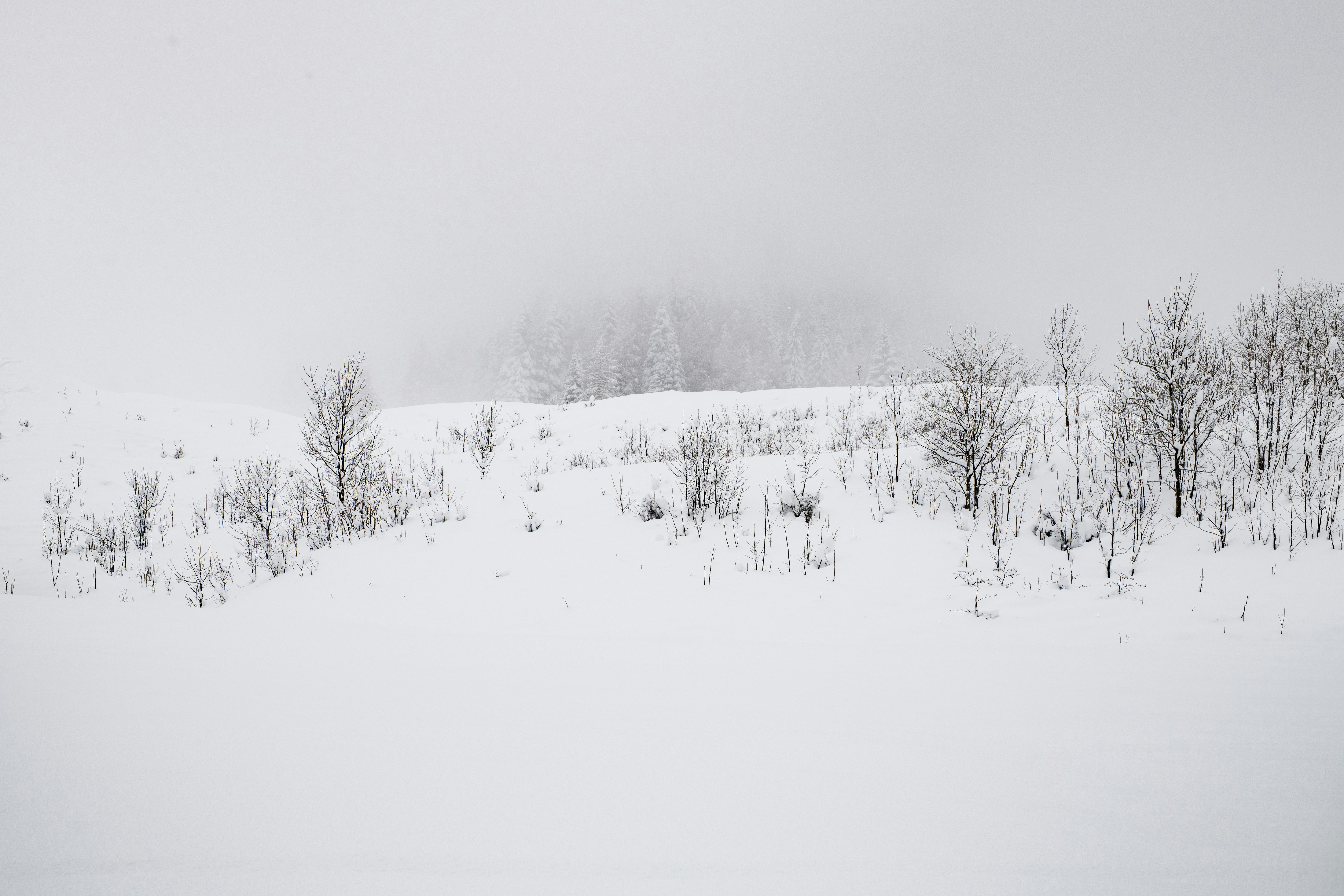 Photo by lauraadaiphoto