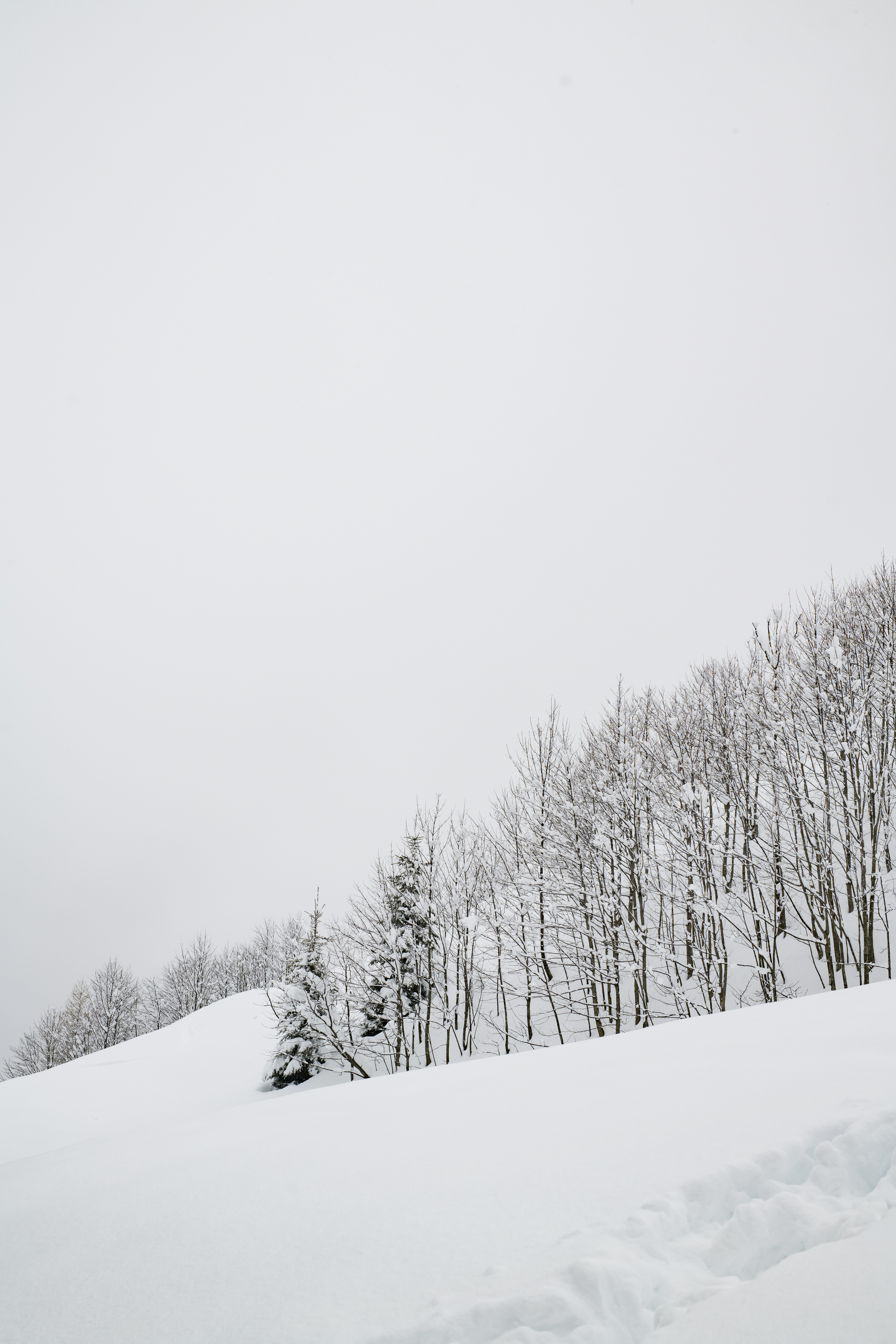 Photo by lauraadaiphoto