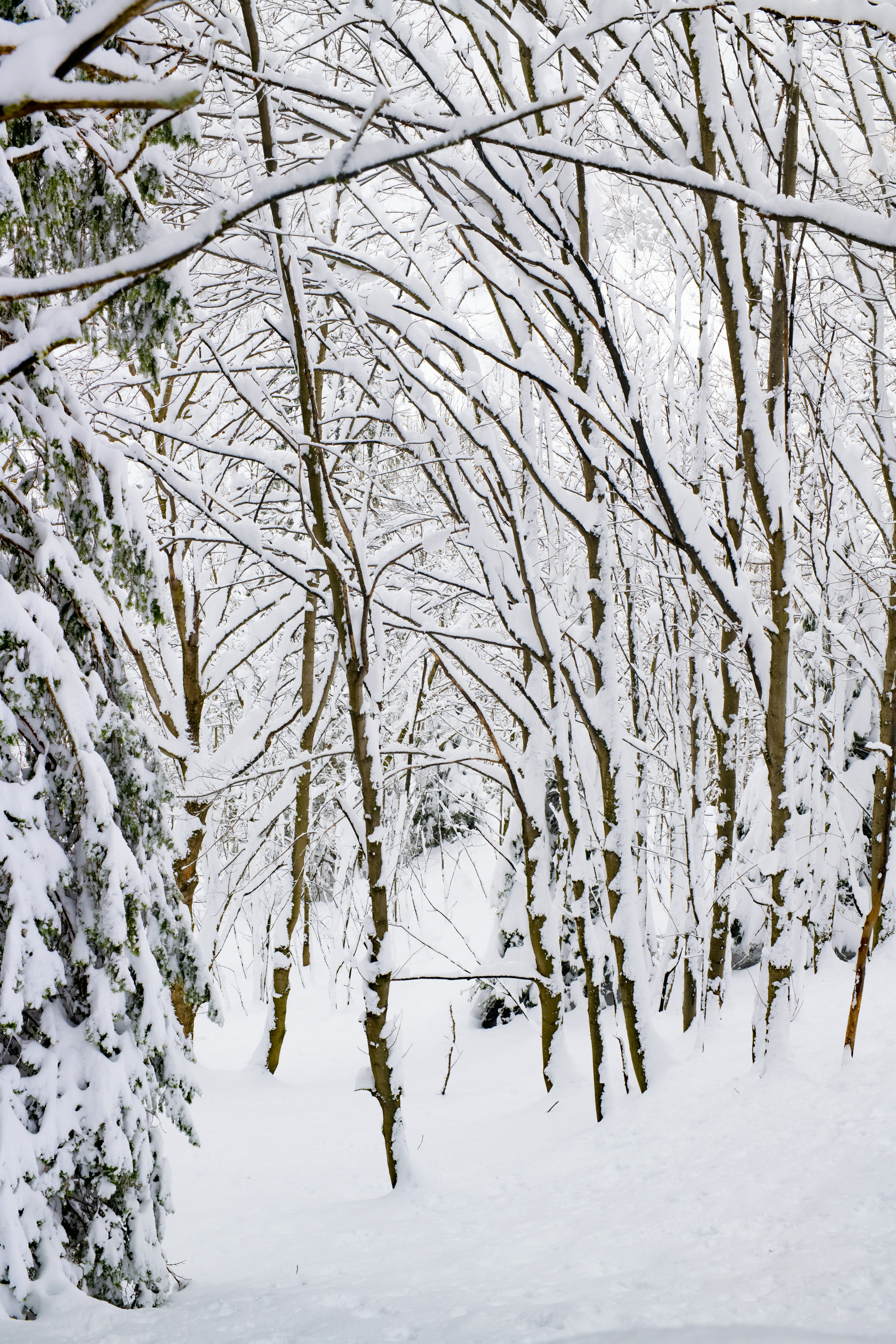 Photo by lauraadaiphoto