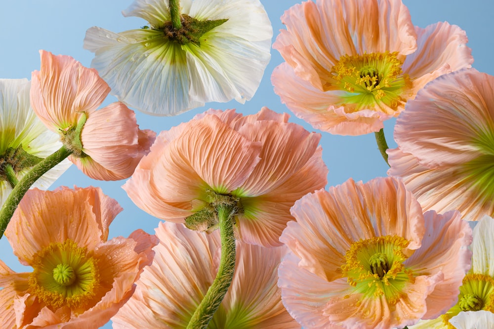 a group of pink and white flowers against a blue sky