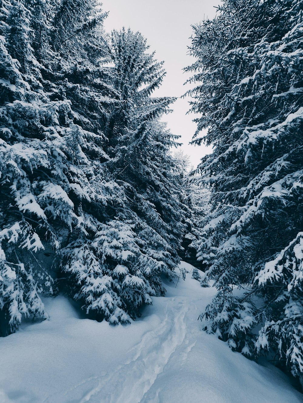 a snow covered forest filled with lots of trees