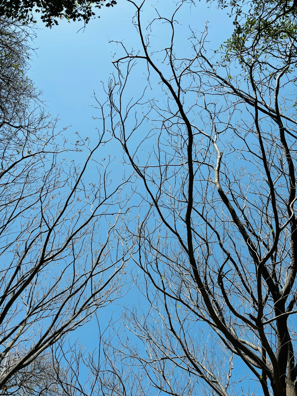 bare trees against a blue sky with no leaves