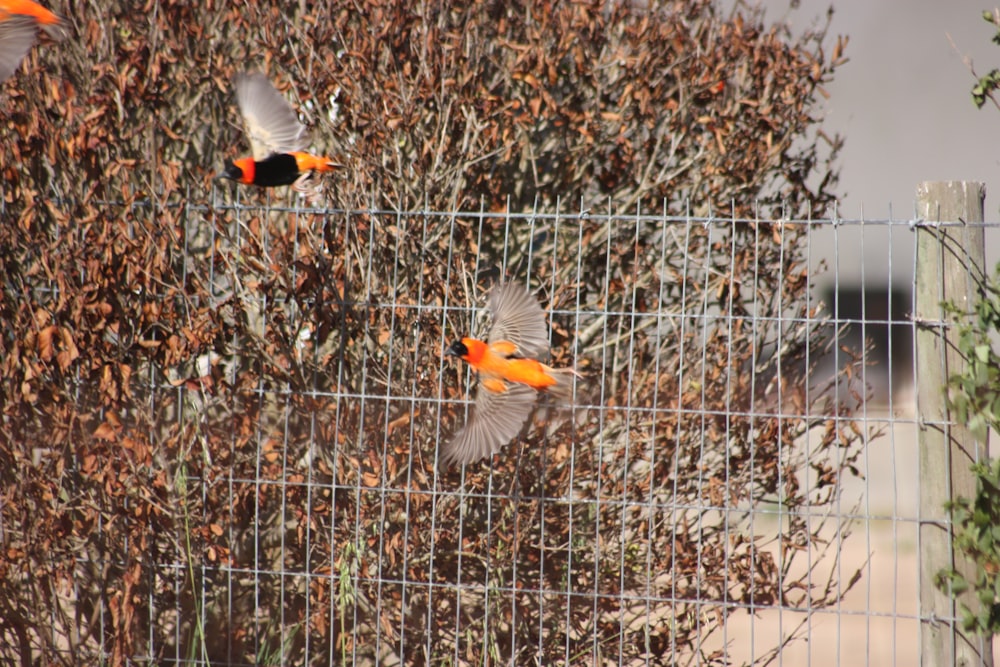 a group of birds flying over a wire fence