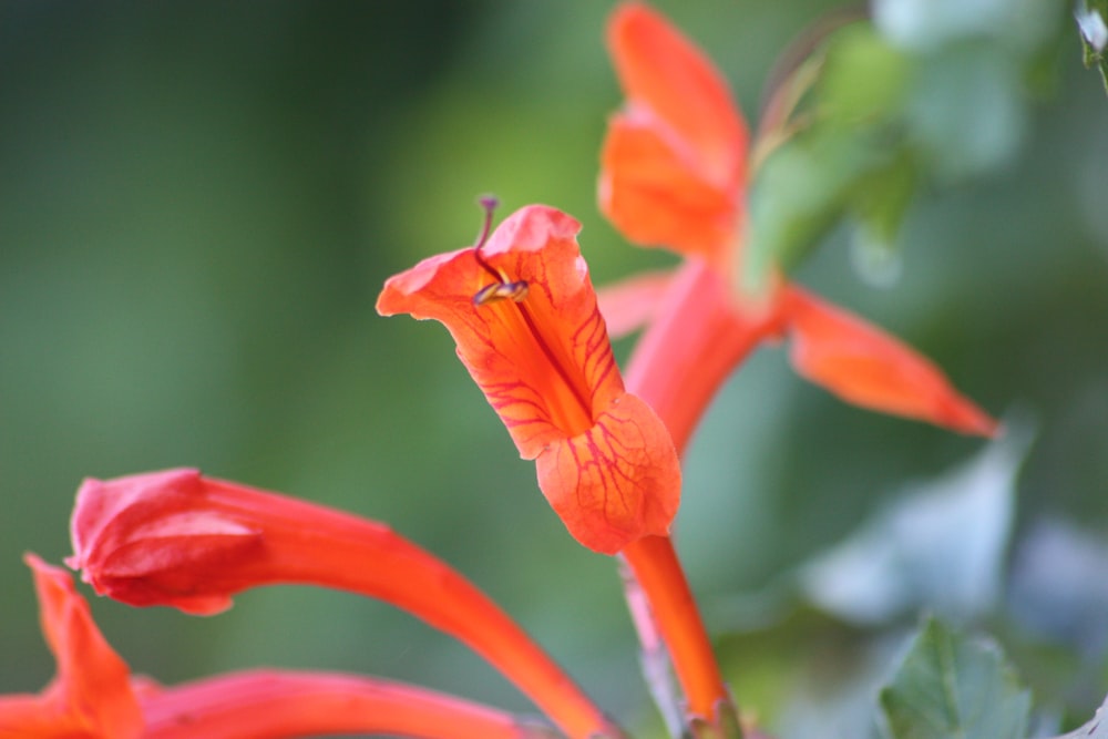 a close up of a flower with a blurry background