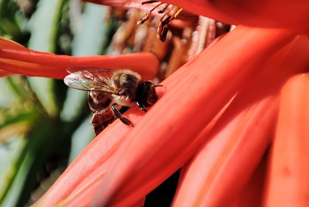 a bee is sitting on a red flower