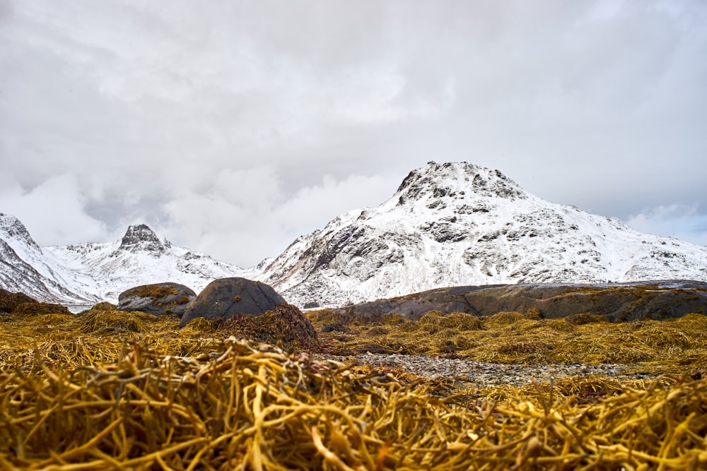 a snowy mountain range with yellow grass in the foreground