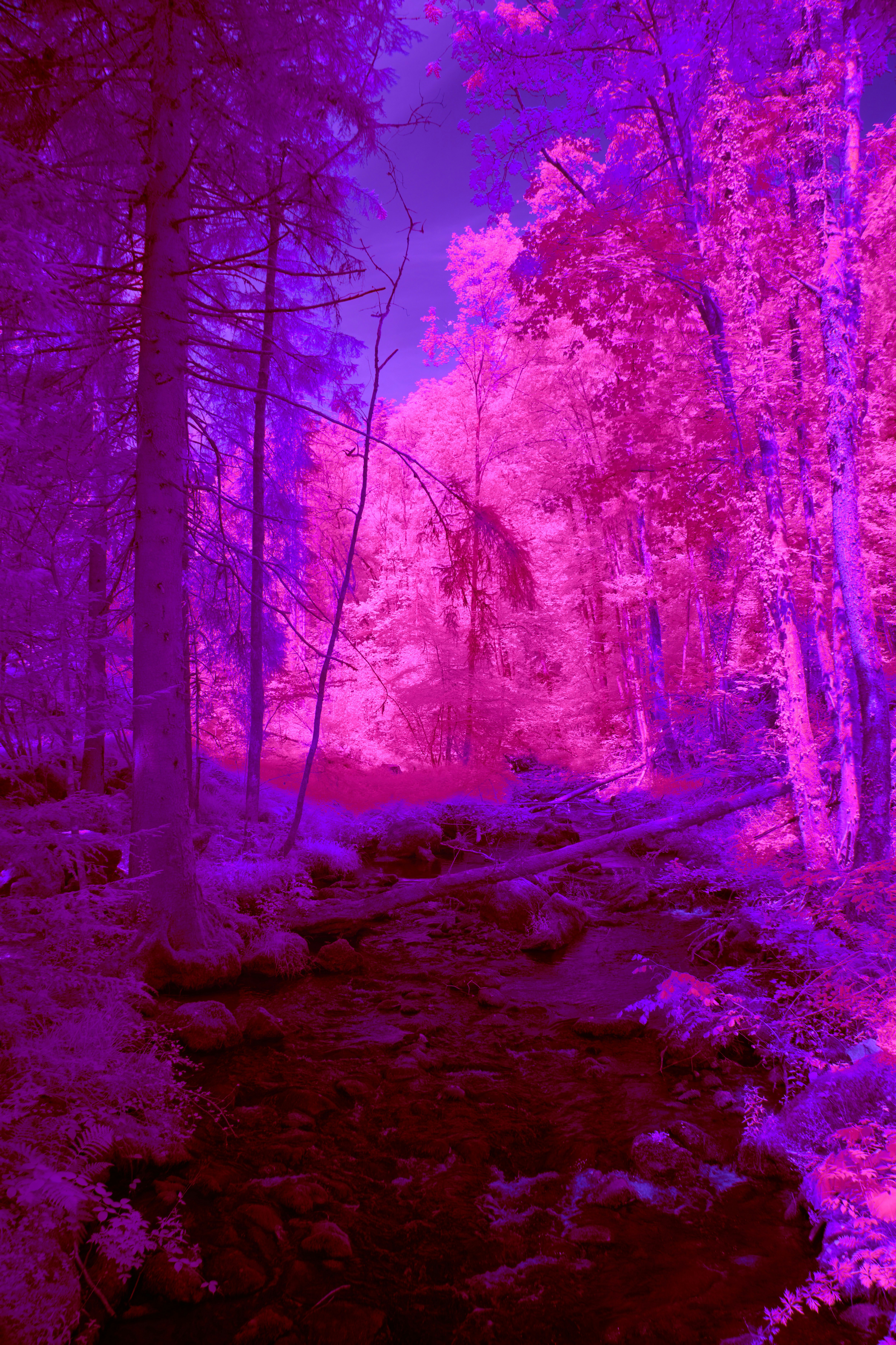 Photo by wolfgang_hasselmann