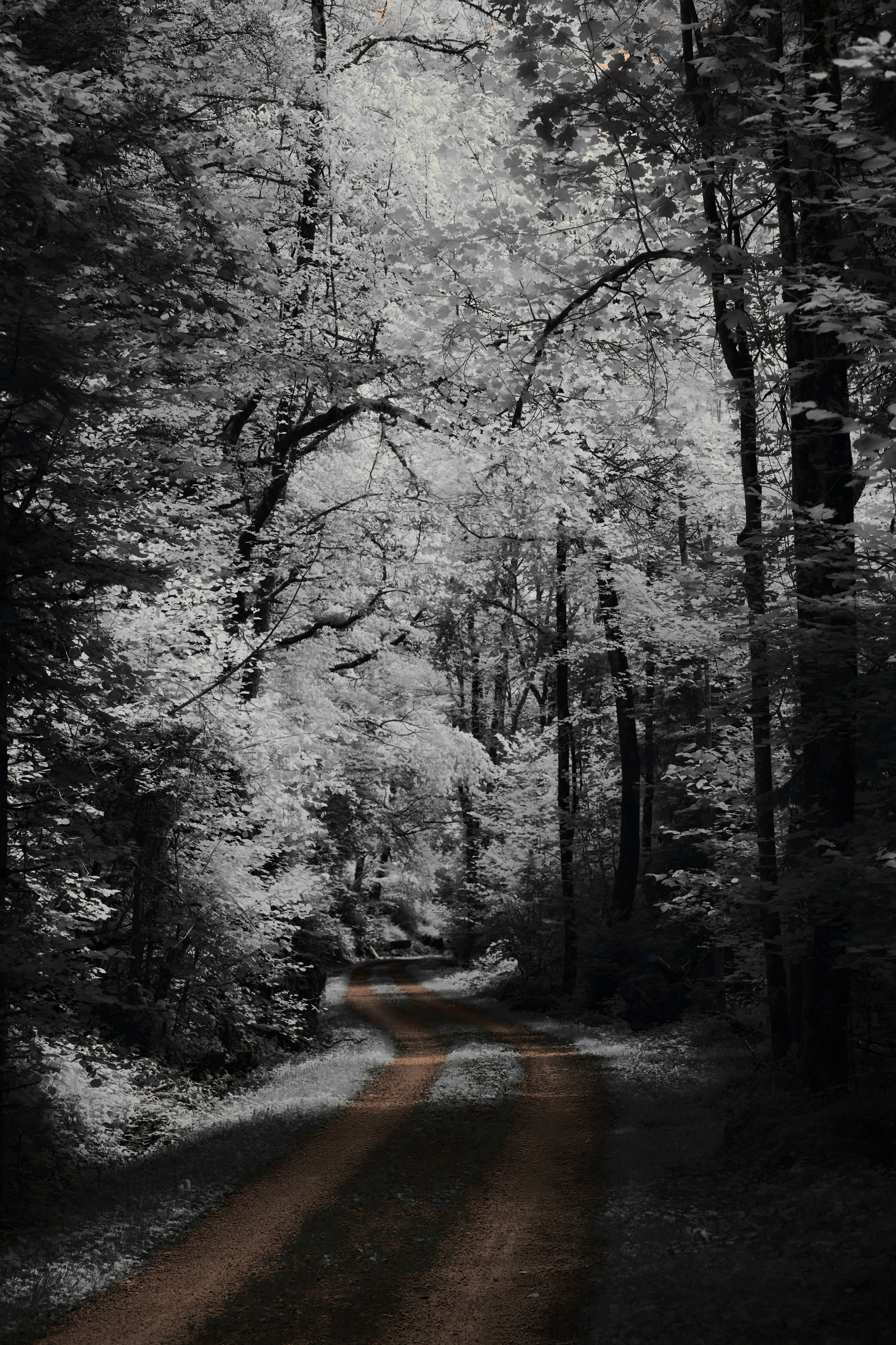 Photo by wolfgang_hasselmann