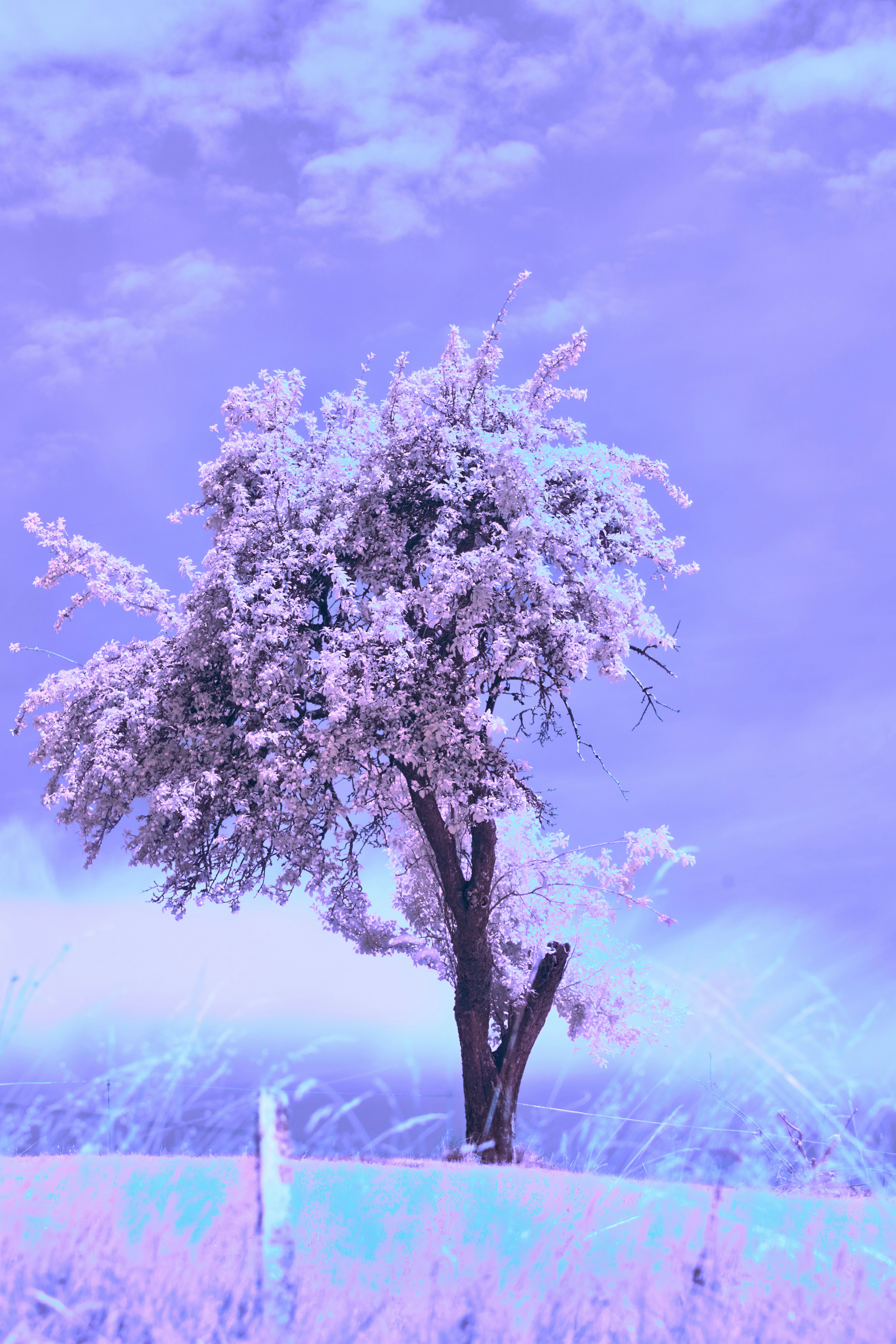 Photo by wolfgang_hasselmann