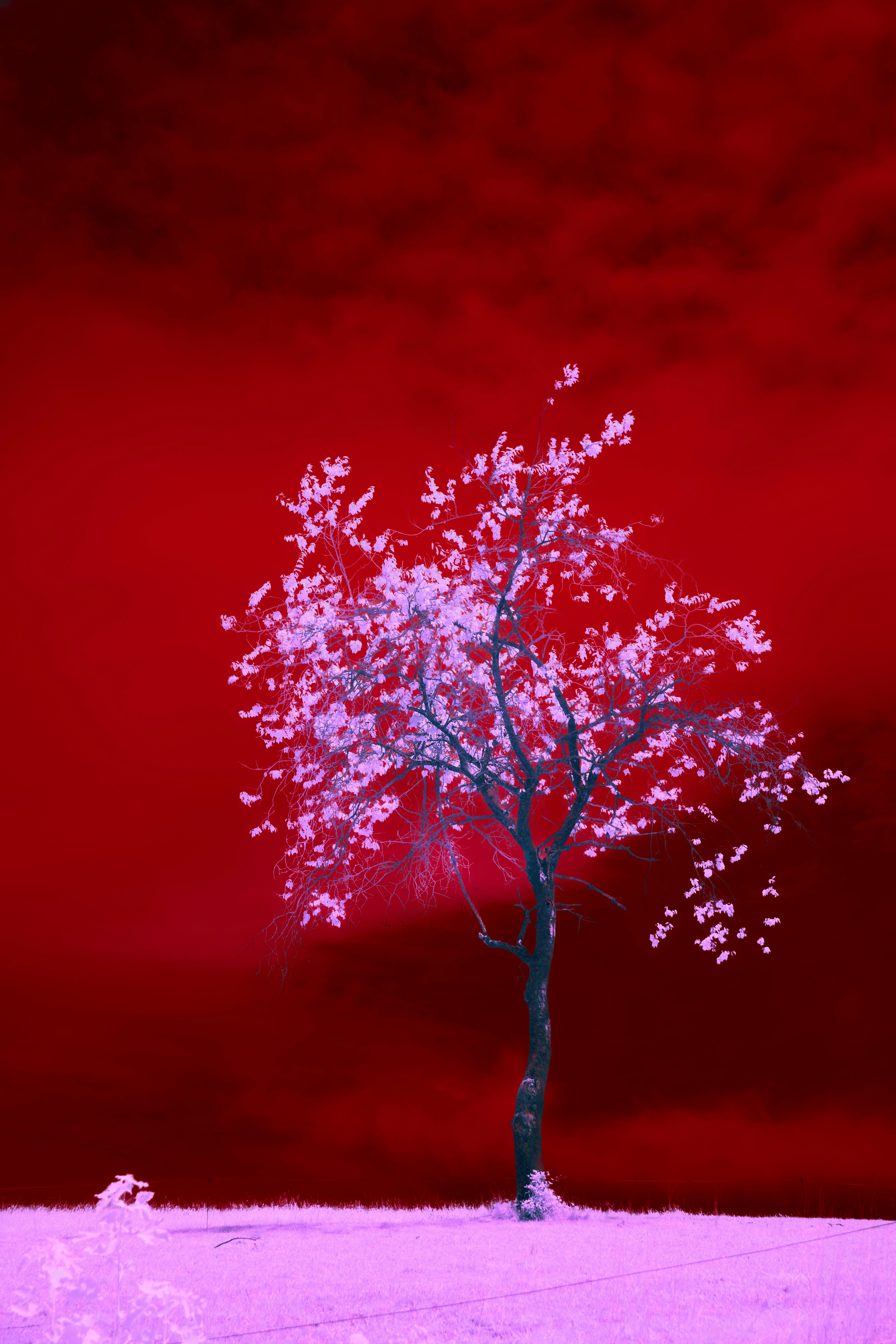 a tree in a field with a red sky in the background