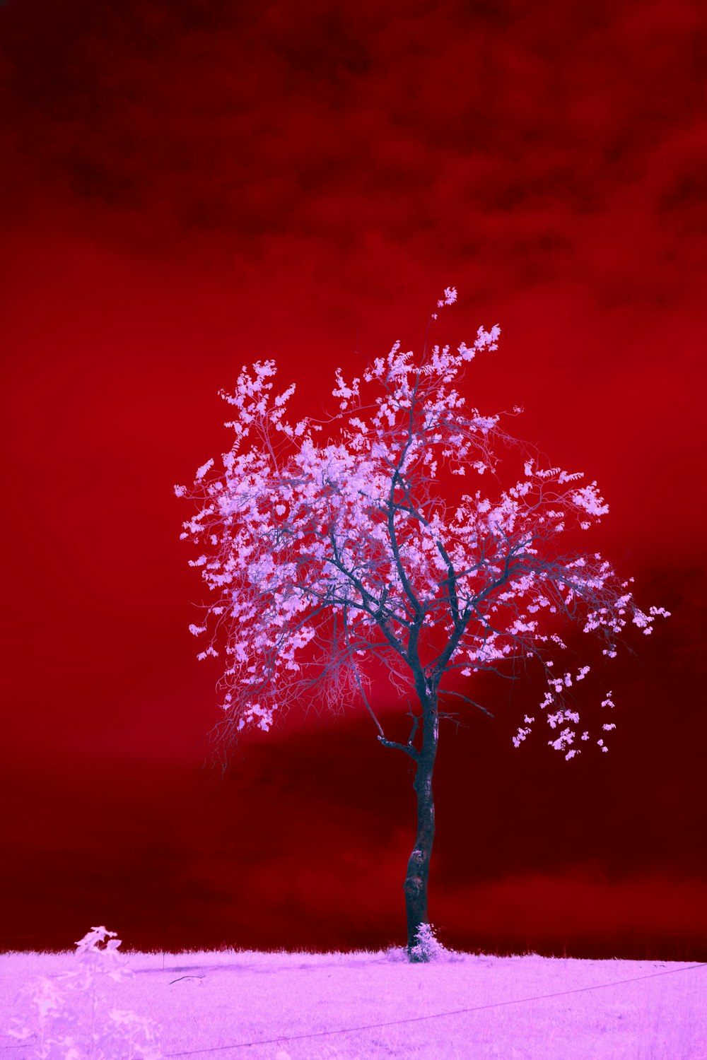 a tree in a field with a red sky in the background