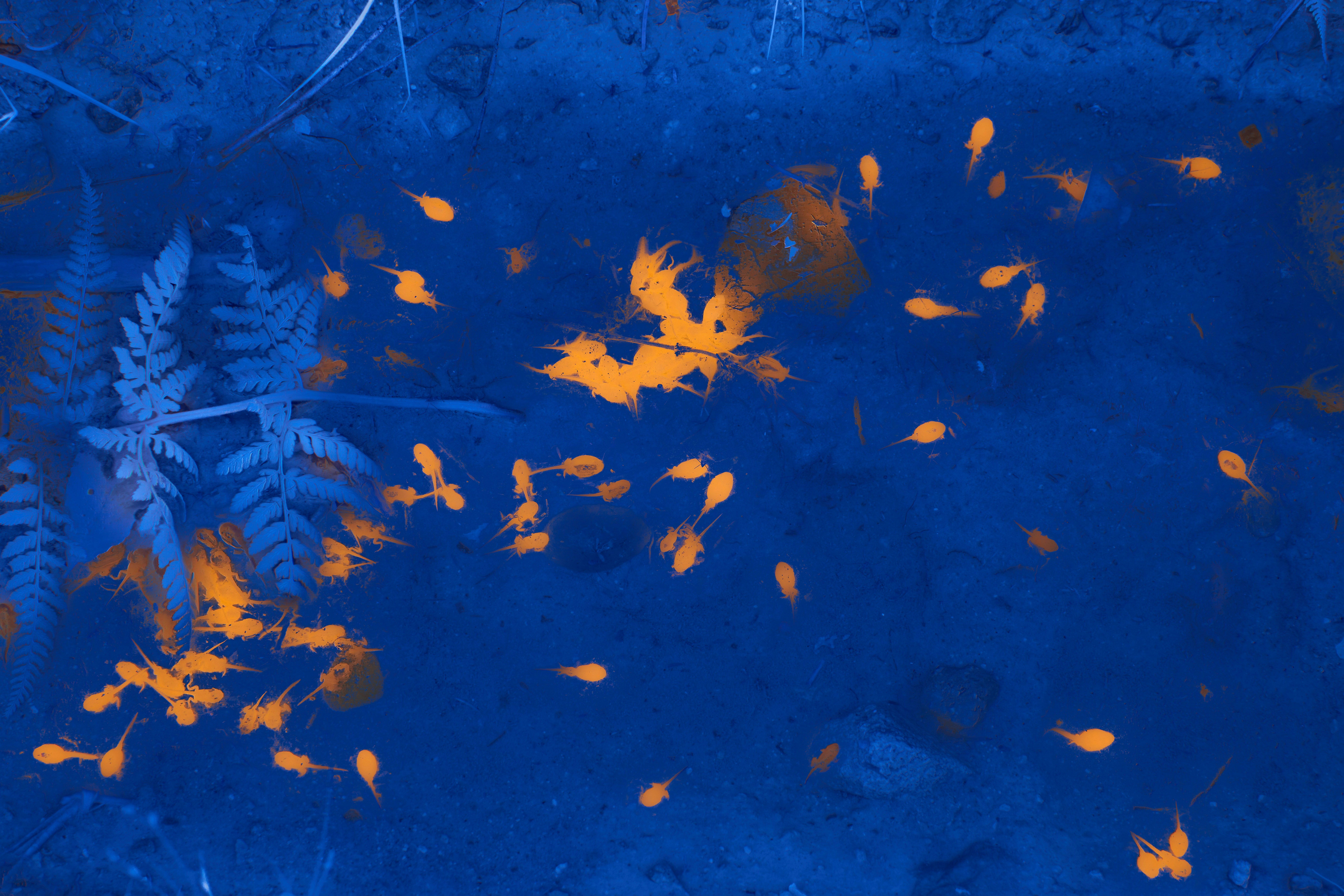 Photo by wolfgang_hasselmann