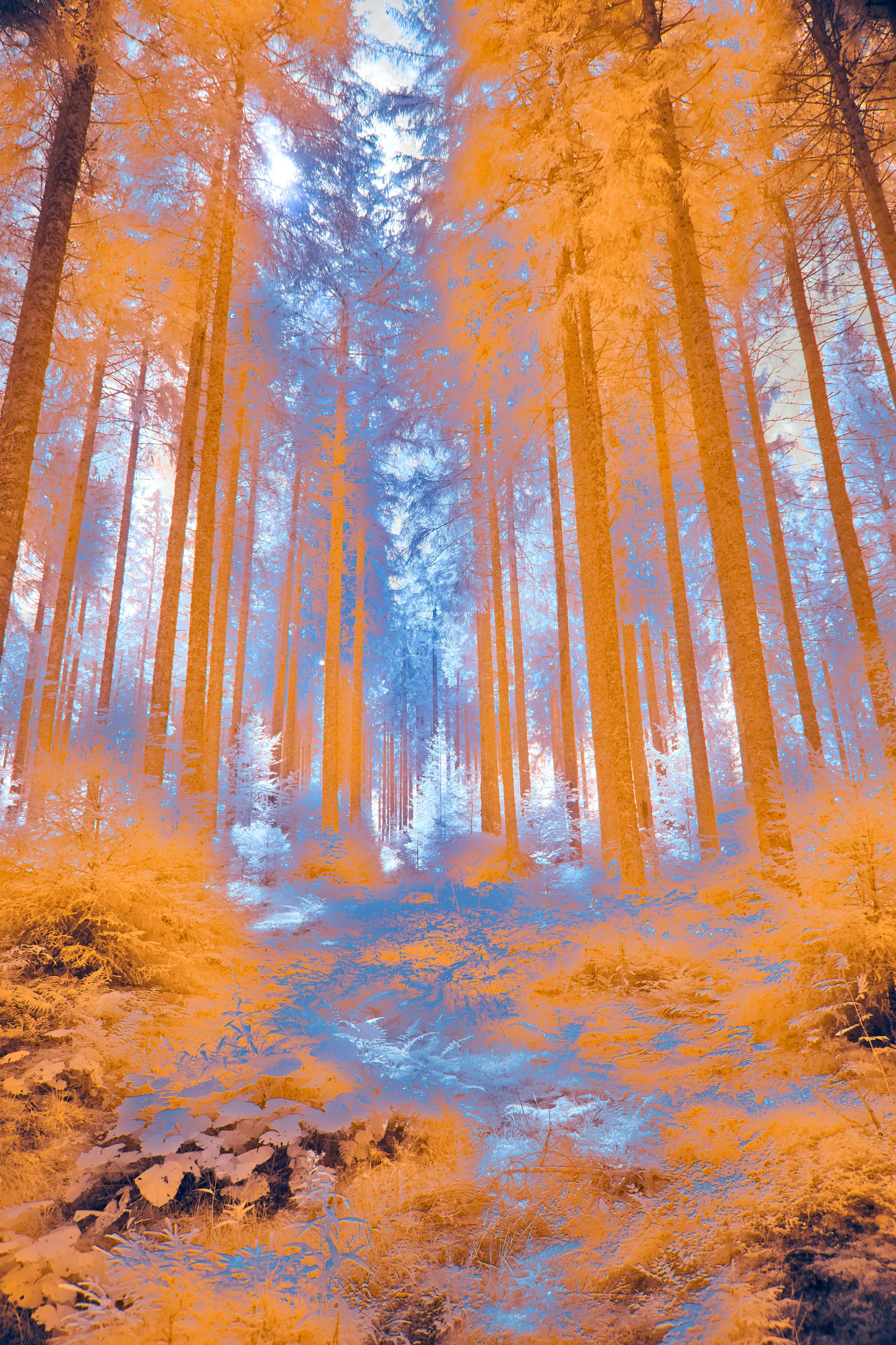 Photo by wolfgang_hasselmann