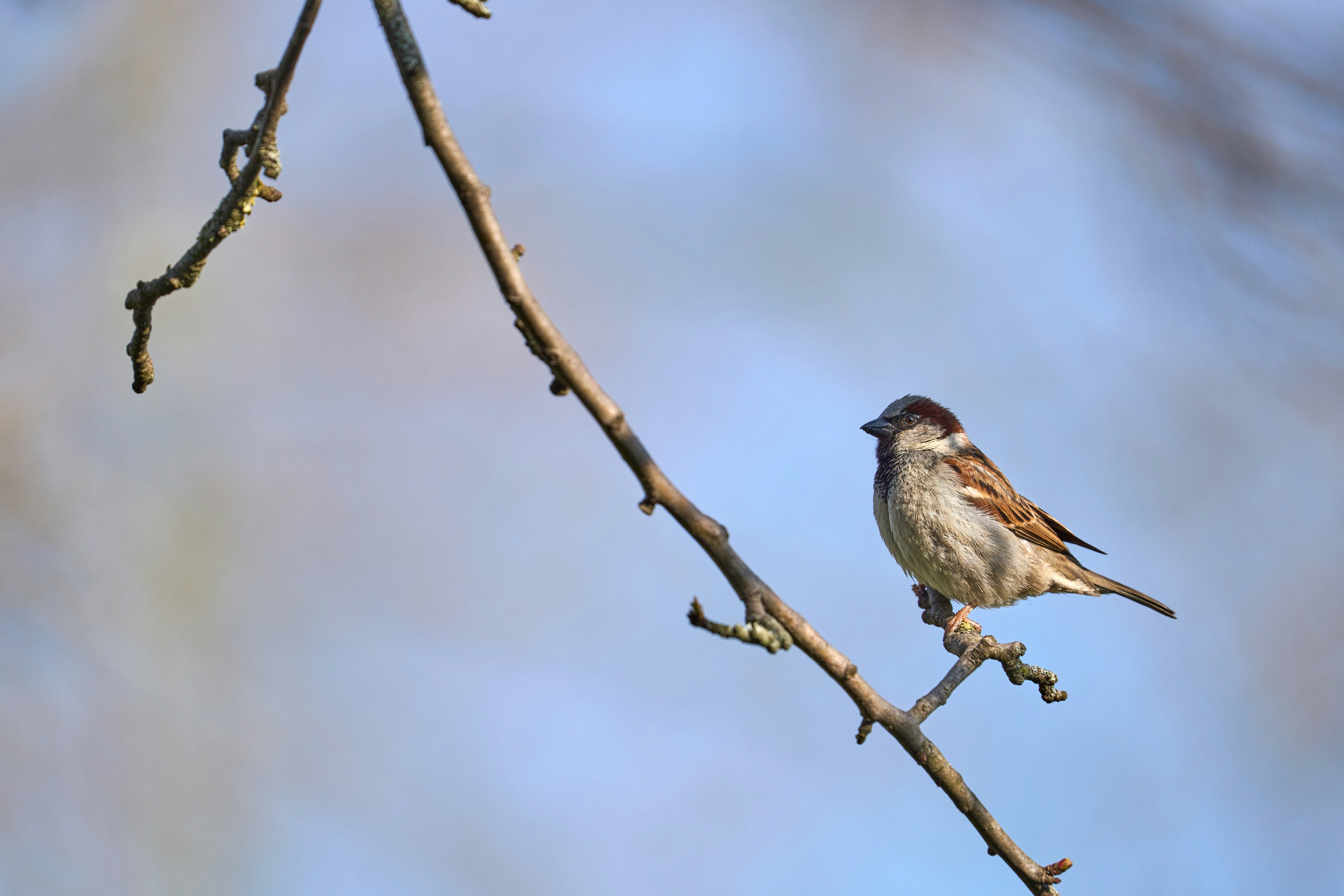 Photo by wolfgang_hasselmann