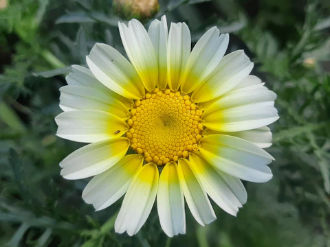 Marguerite de lumière, symbole de rayonnement spirituel et d’harmonie intérieure