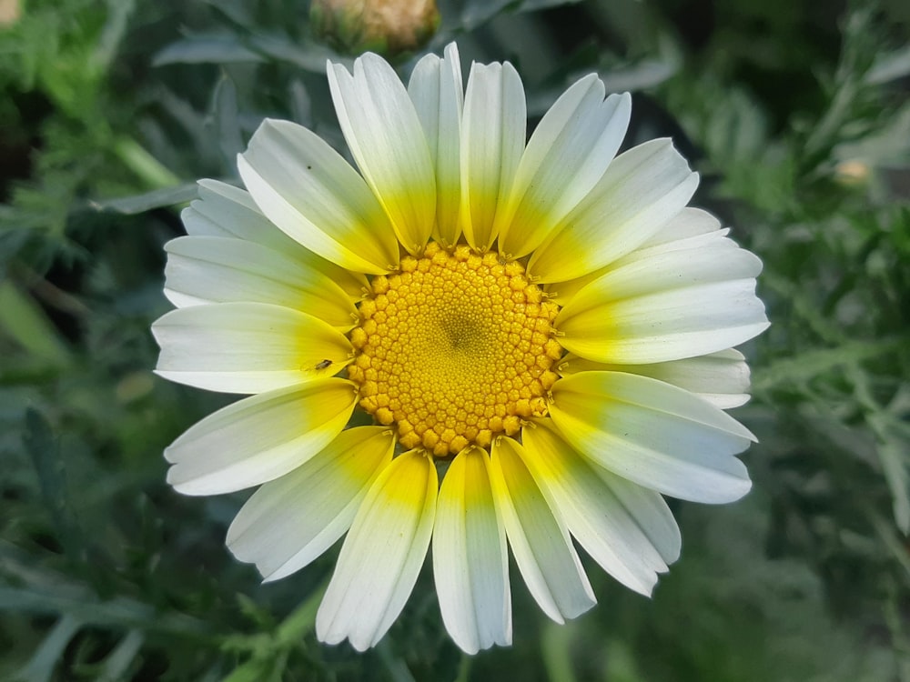 a close up of a white and yellow flower