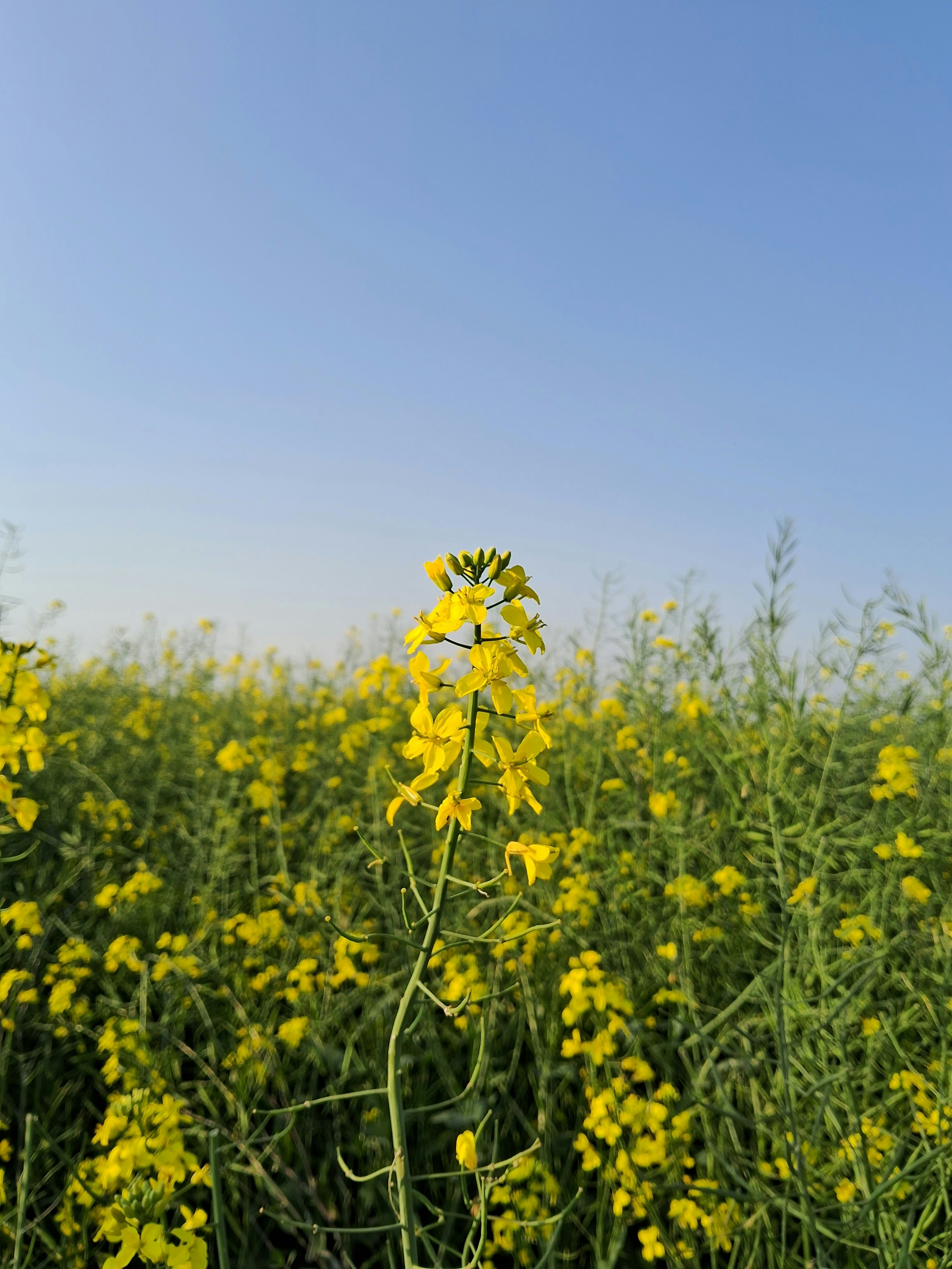 Photo by gursewak055