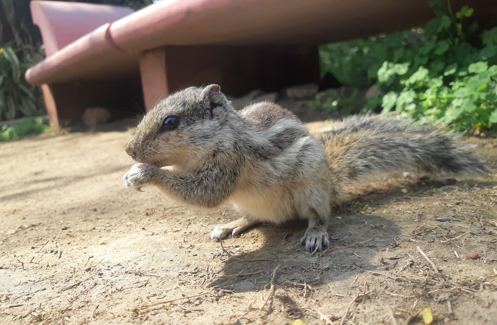 a small squirrel sitting on top of a dirt field