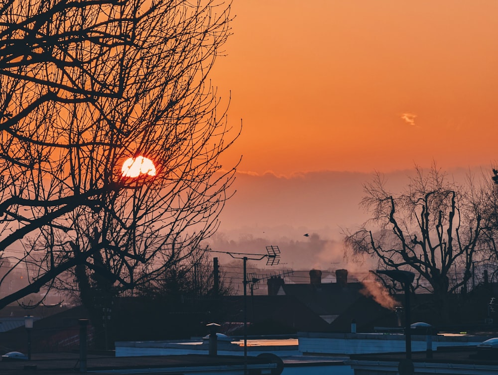 el sol se está poniendo detrás de un árbol sin hojas