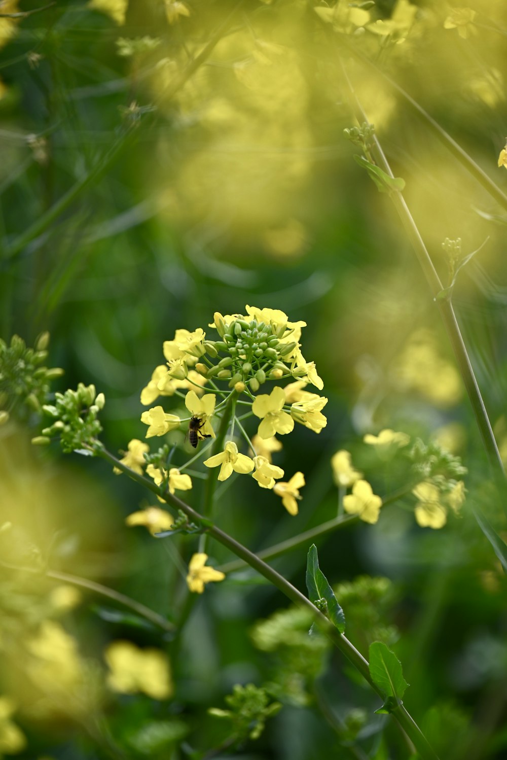 a close up of a yellow flower in a field