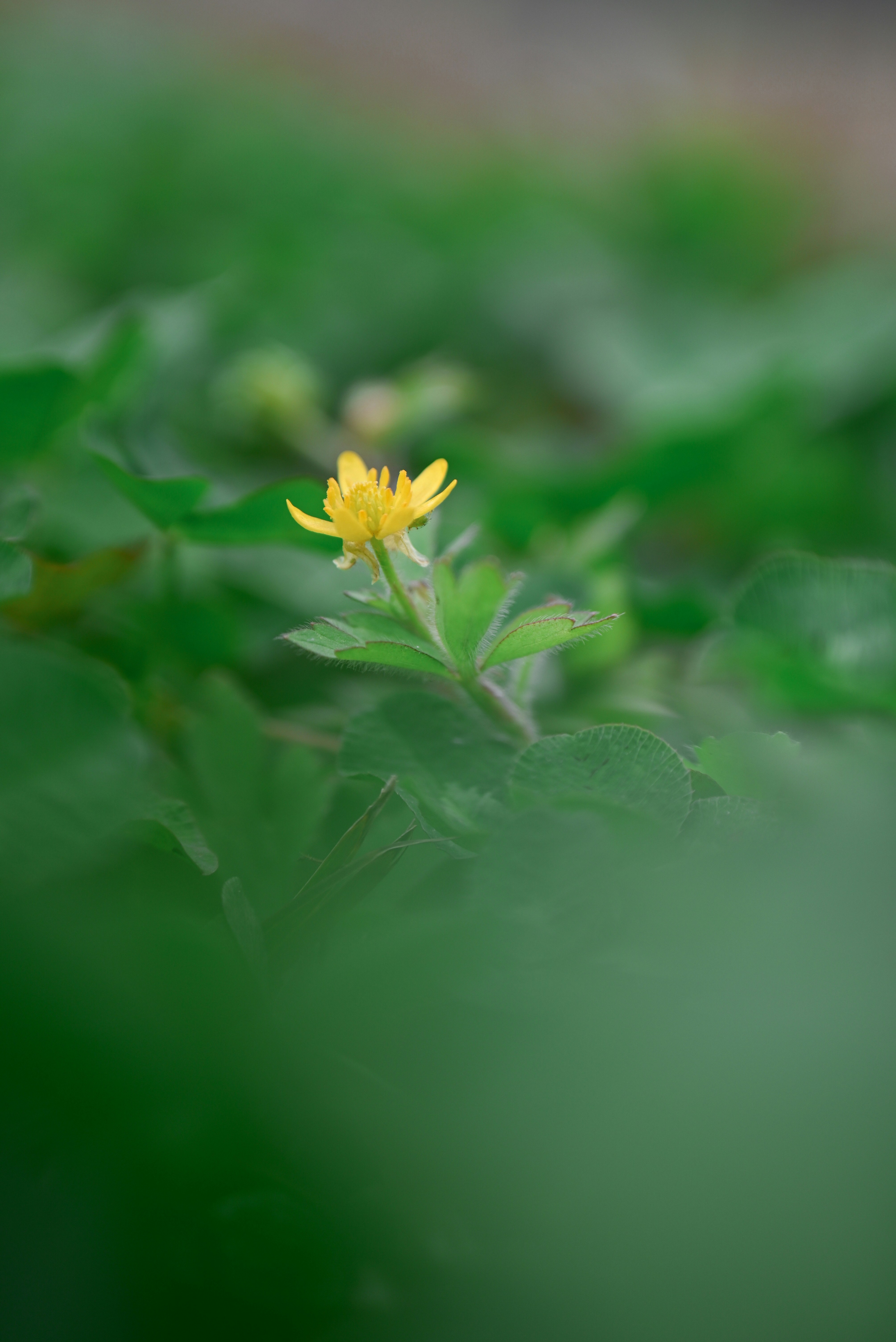 Photo by ezhang