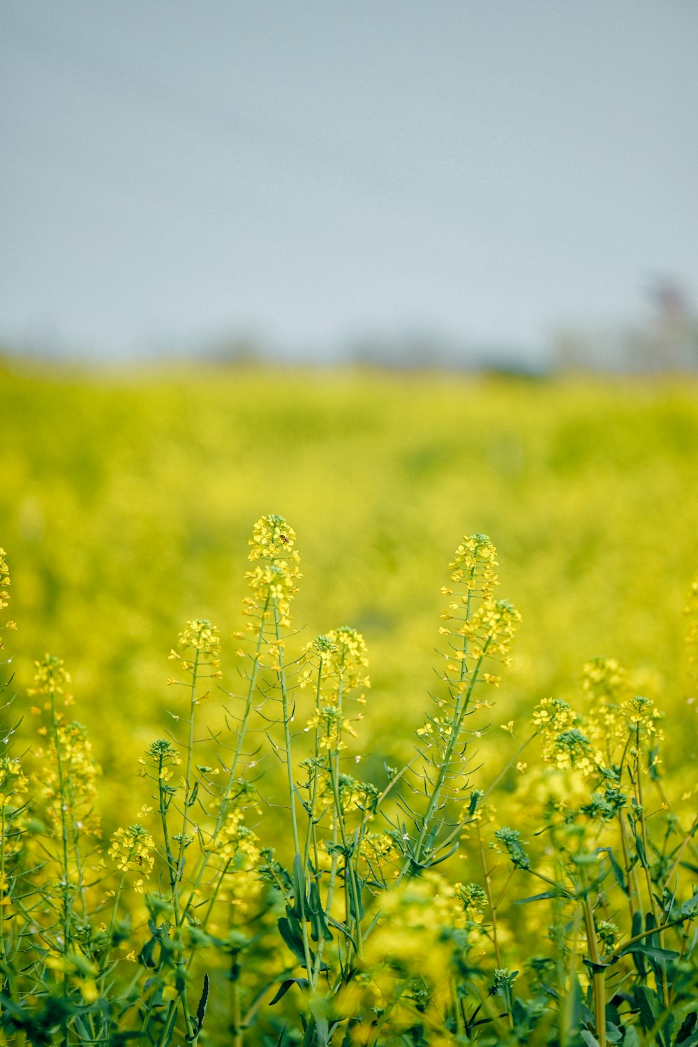 a field full of yellow flowers with a blue sky in the background