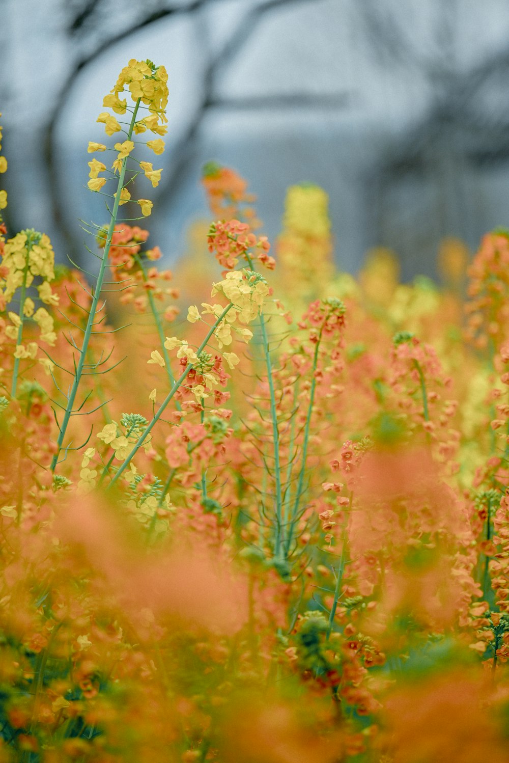a field of yellow and red flowers with trees in the background